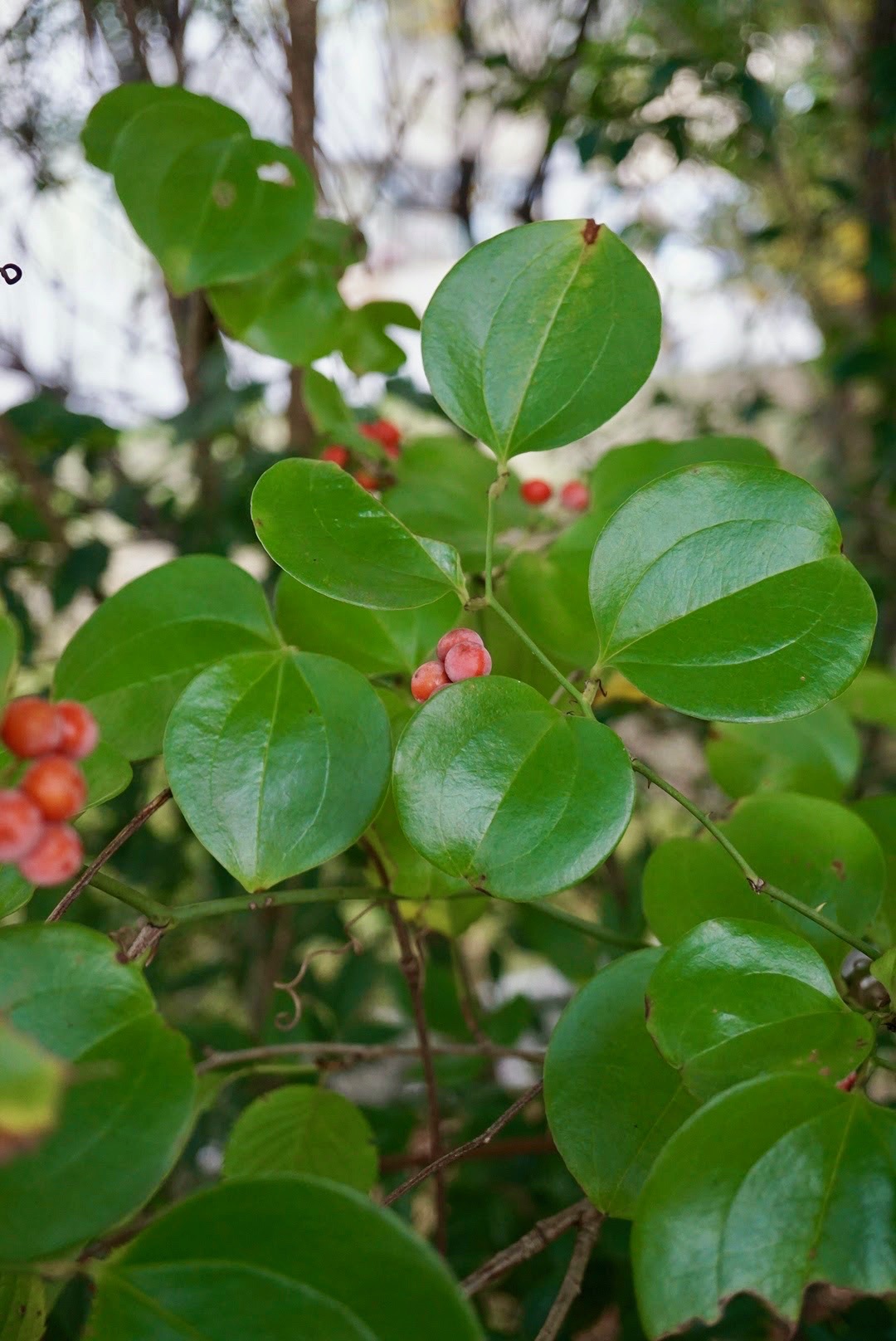 サルトリイバラ/Smilax china