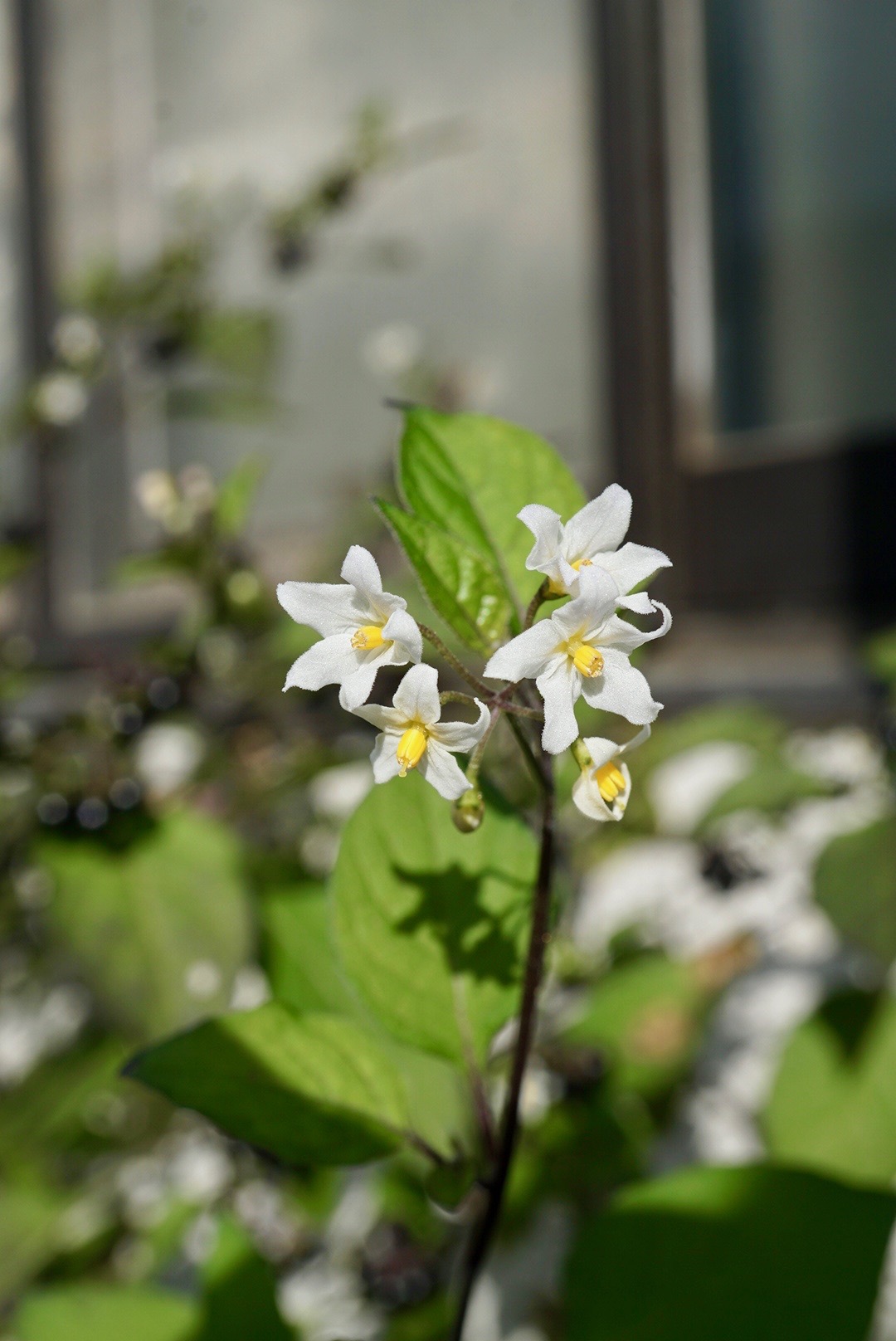 イヌホオズキ/Solanum nigrum