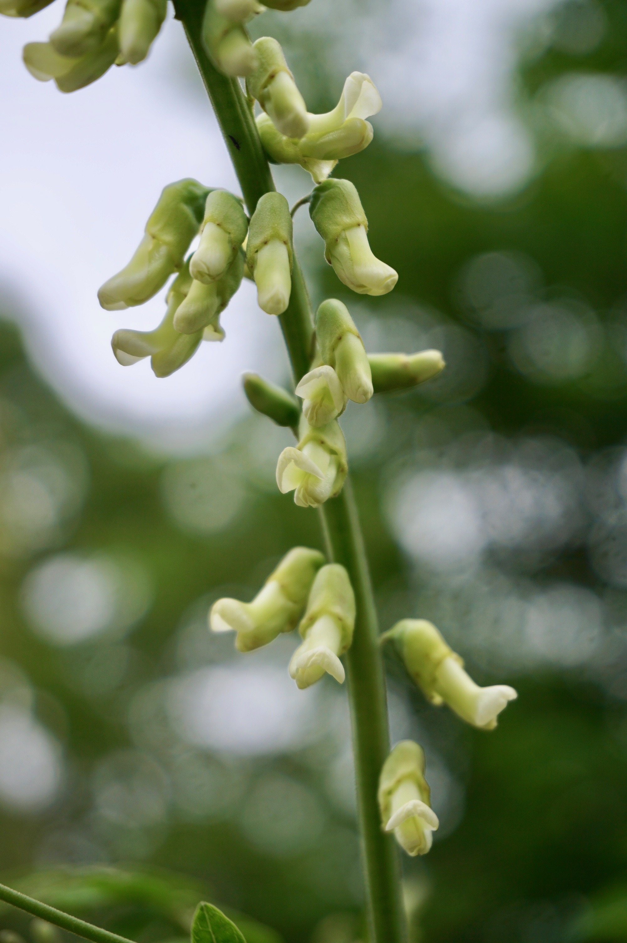 クララ/Sophora flavescens