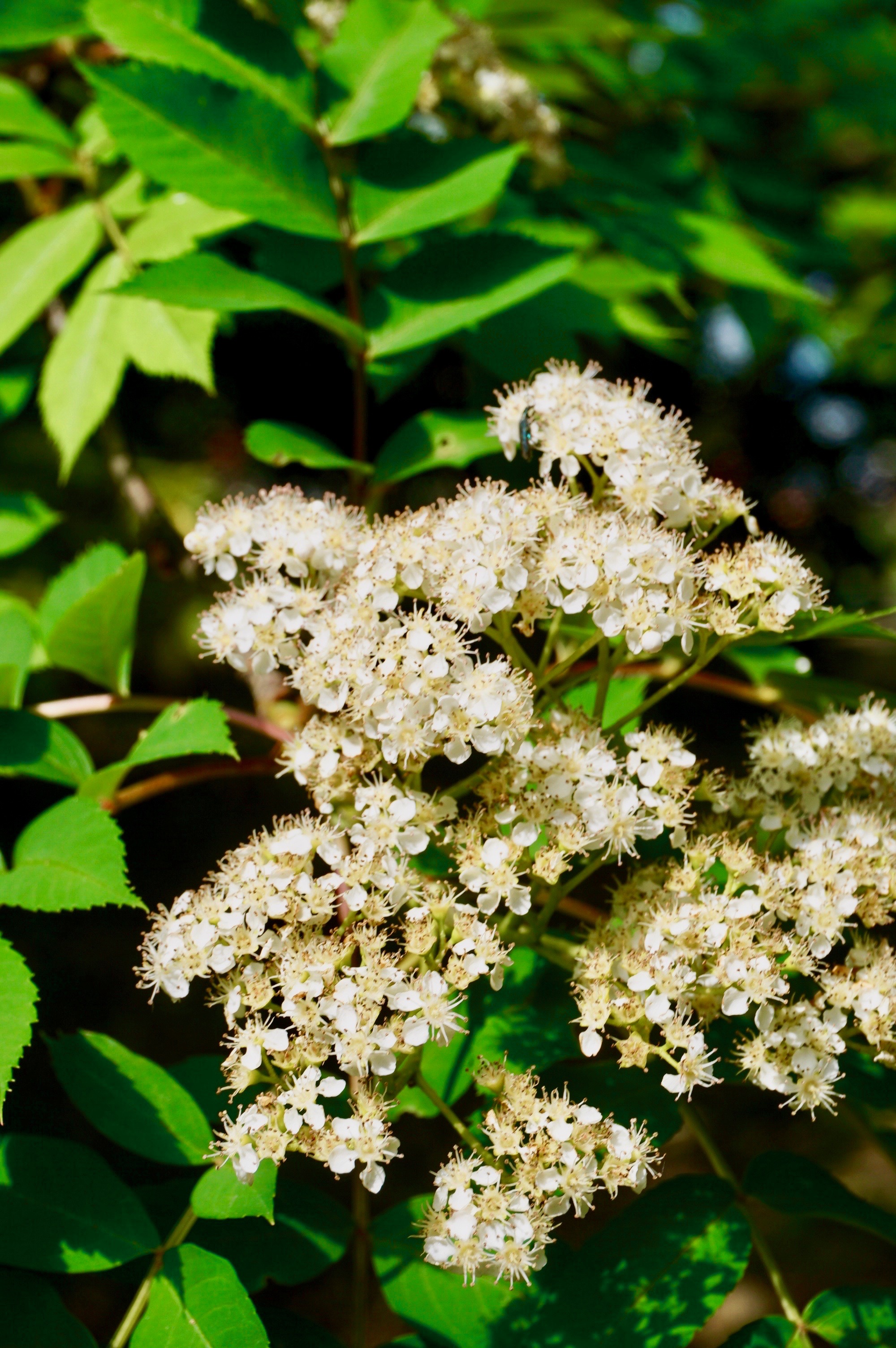 ナナカマド/Sorbus commixta