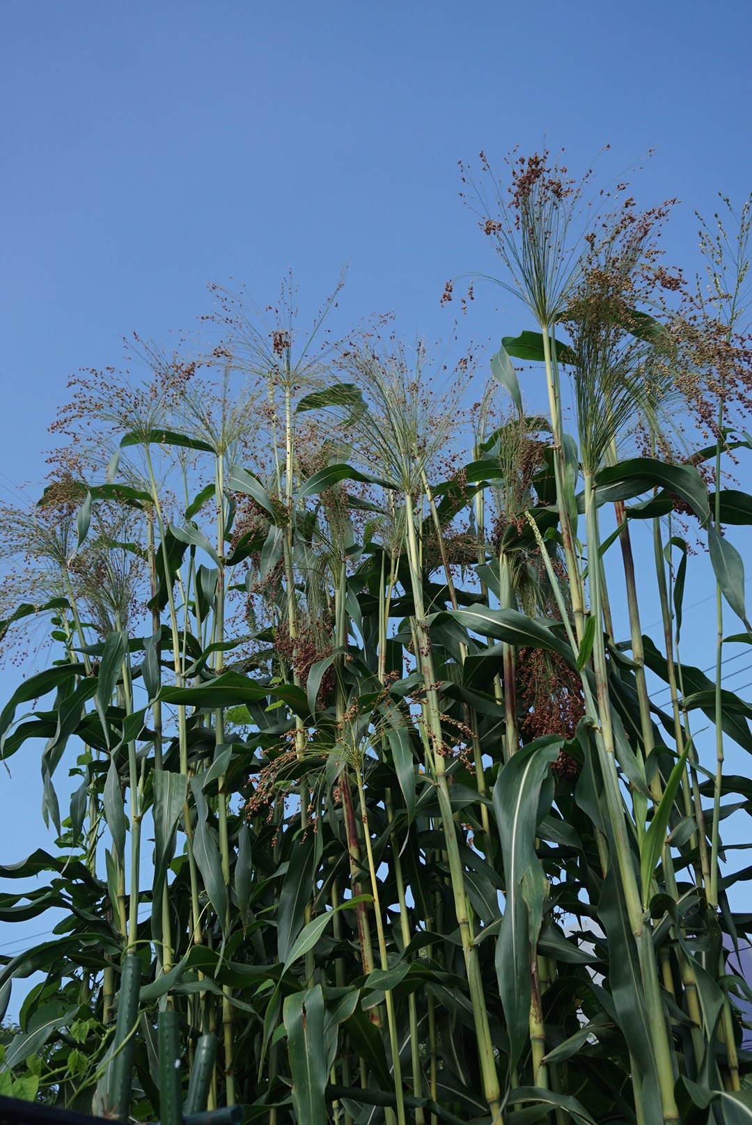 ホウキモロコシ/Sorghum bicolor