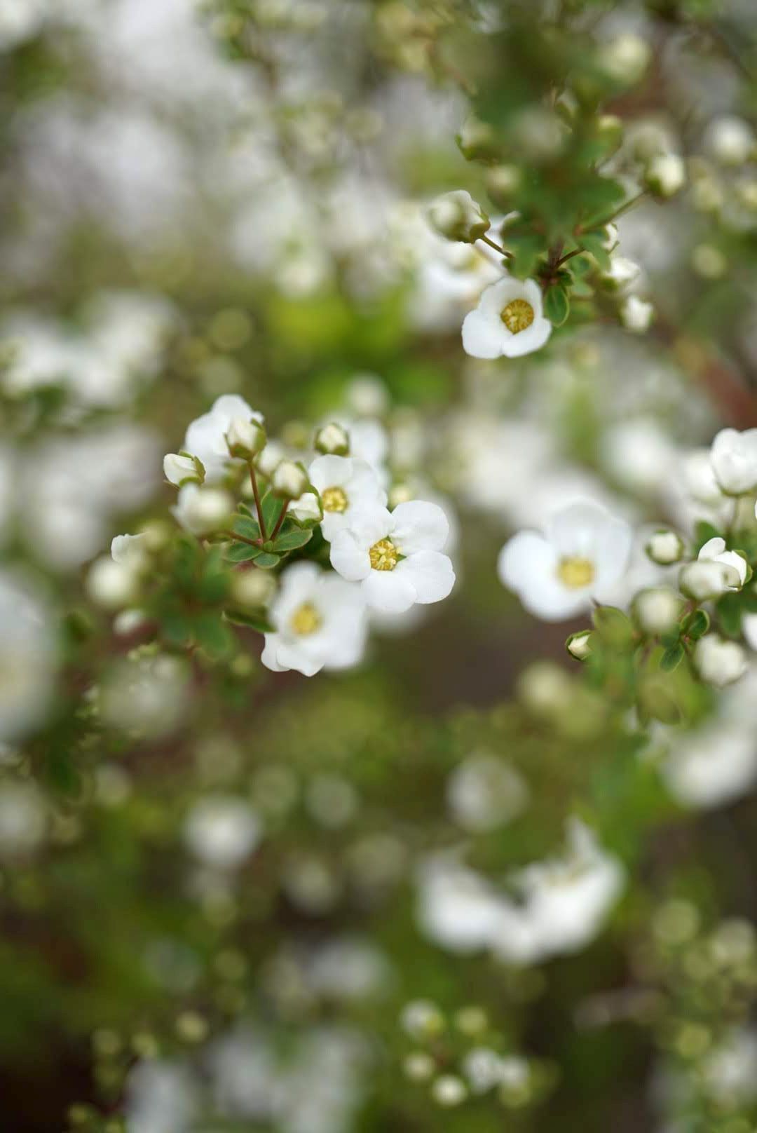 ユキヤナギSpiraea thunbergii