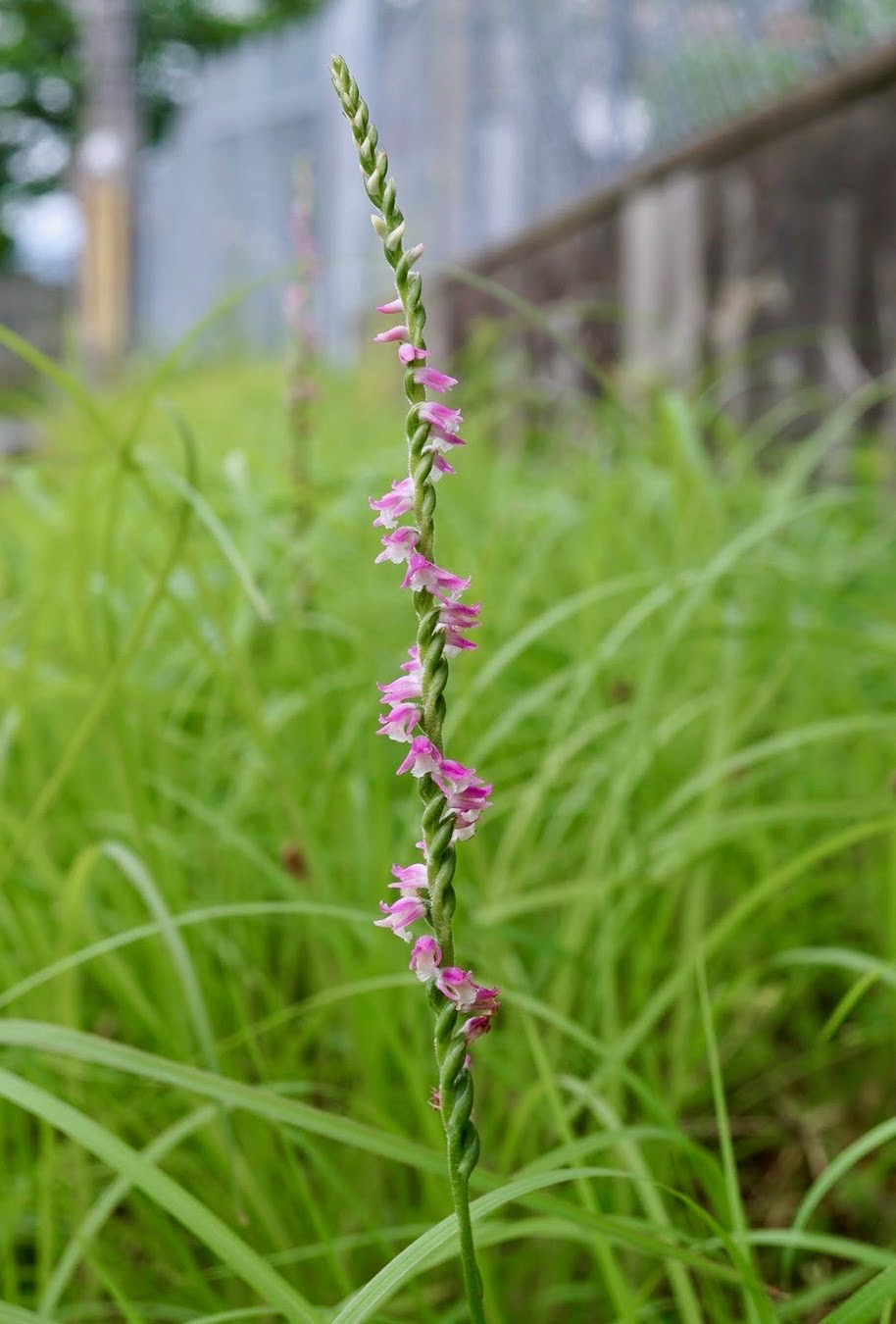 ネジバナ/Spiranthes sinensis var. amoena