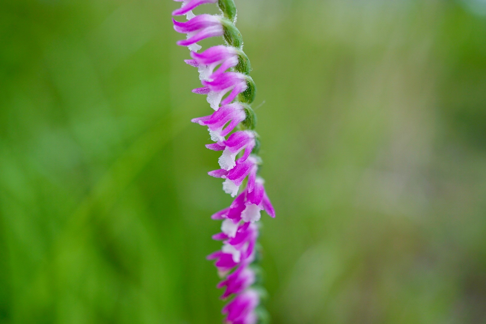 ネジバナ/Spiranthes sinensis var. amoena