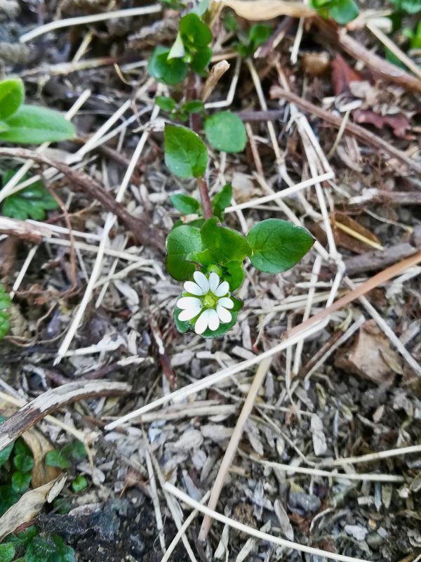 コハコベ/Stellaria media