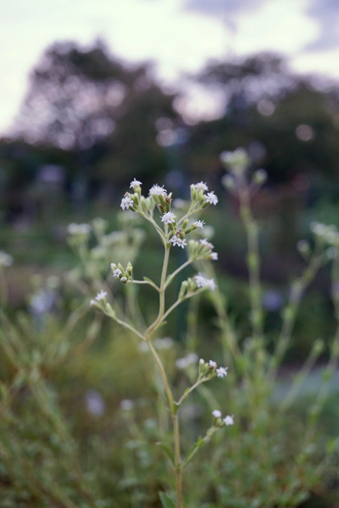 ステビア/Stevia rebaudiana