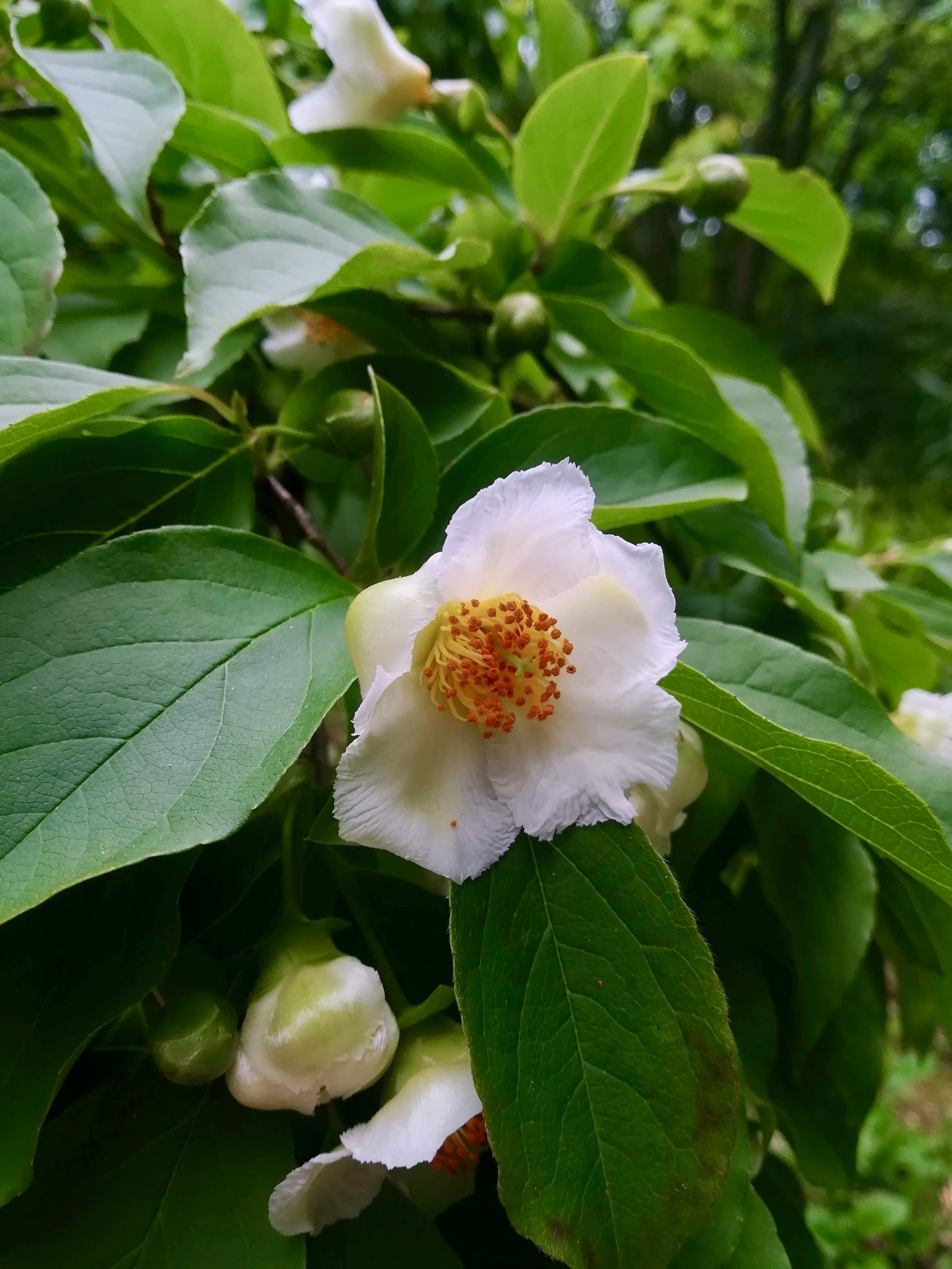 ヒメシャラ/Stewartia monadelpha