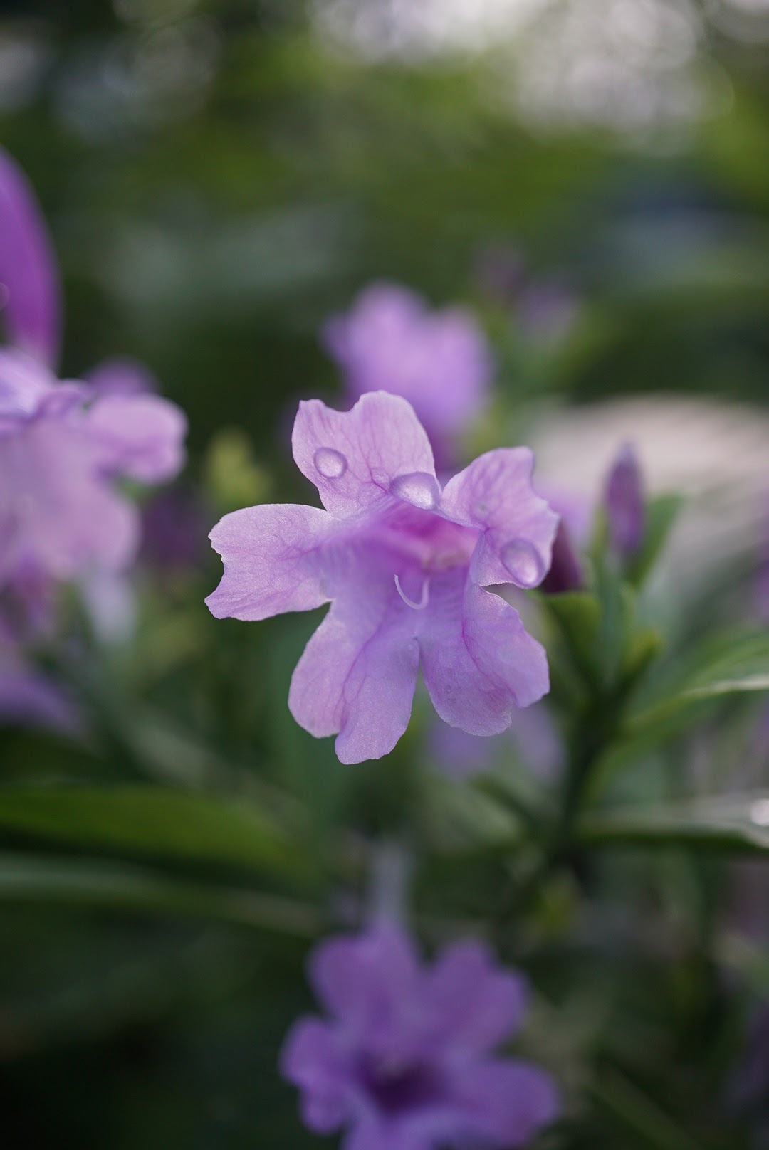 リュウキュウアイ/Strobilanthes cusia