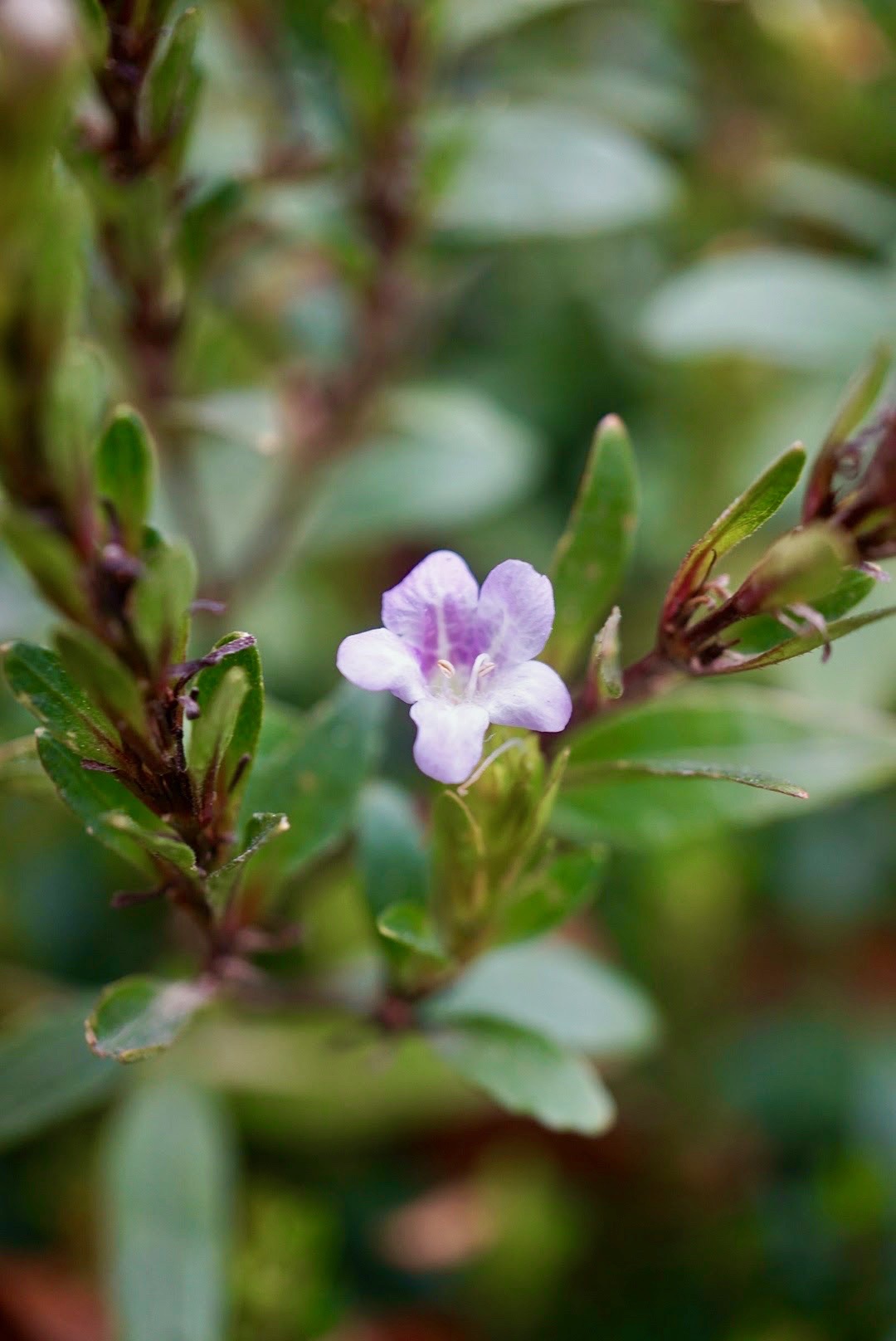 イセハナビ/Strobilanthes japonica