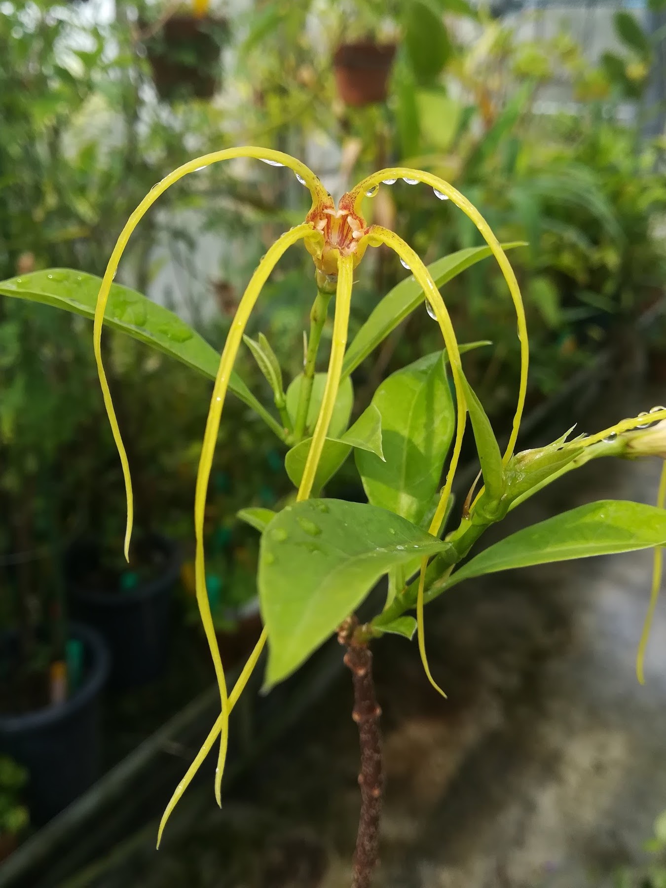 キンリュウカ/Strophanthus divaricatus