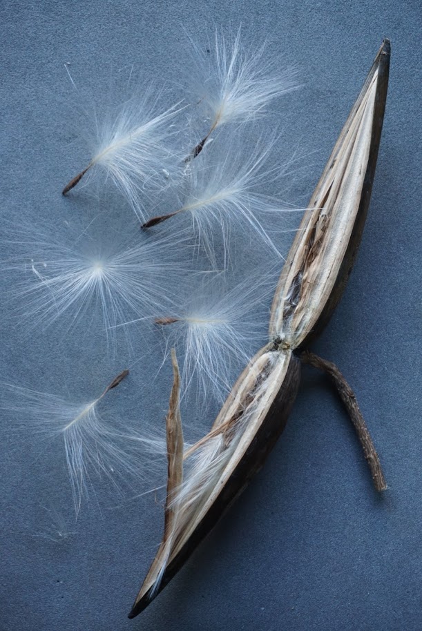 キンリュウカ/Strophanthus divaricatus