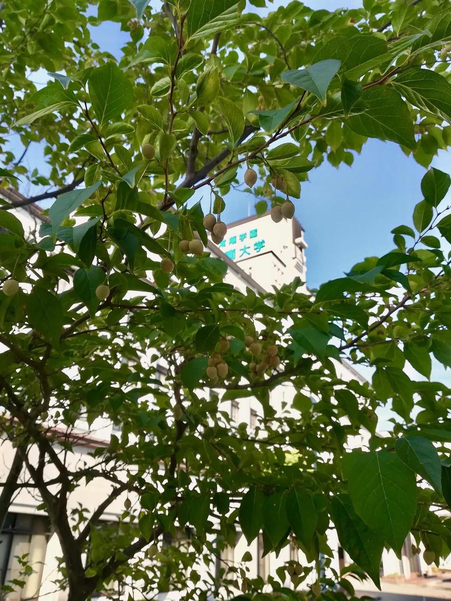 エゴノキ/Styrax japonicus