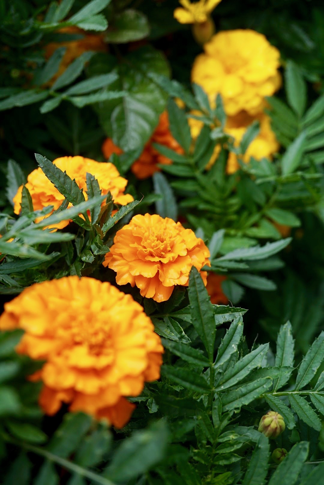 フレンチ・マリーゴールド/Tagetes patula