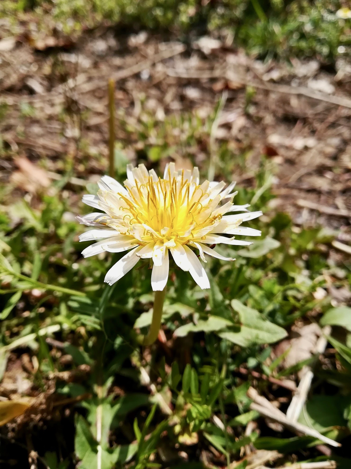 シロバナタンポポ/Taraxacum albidum