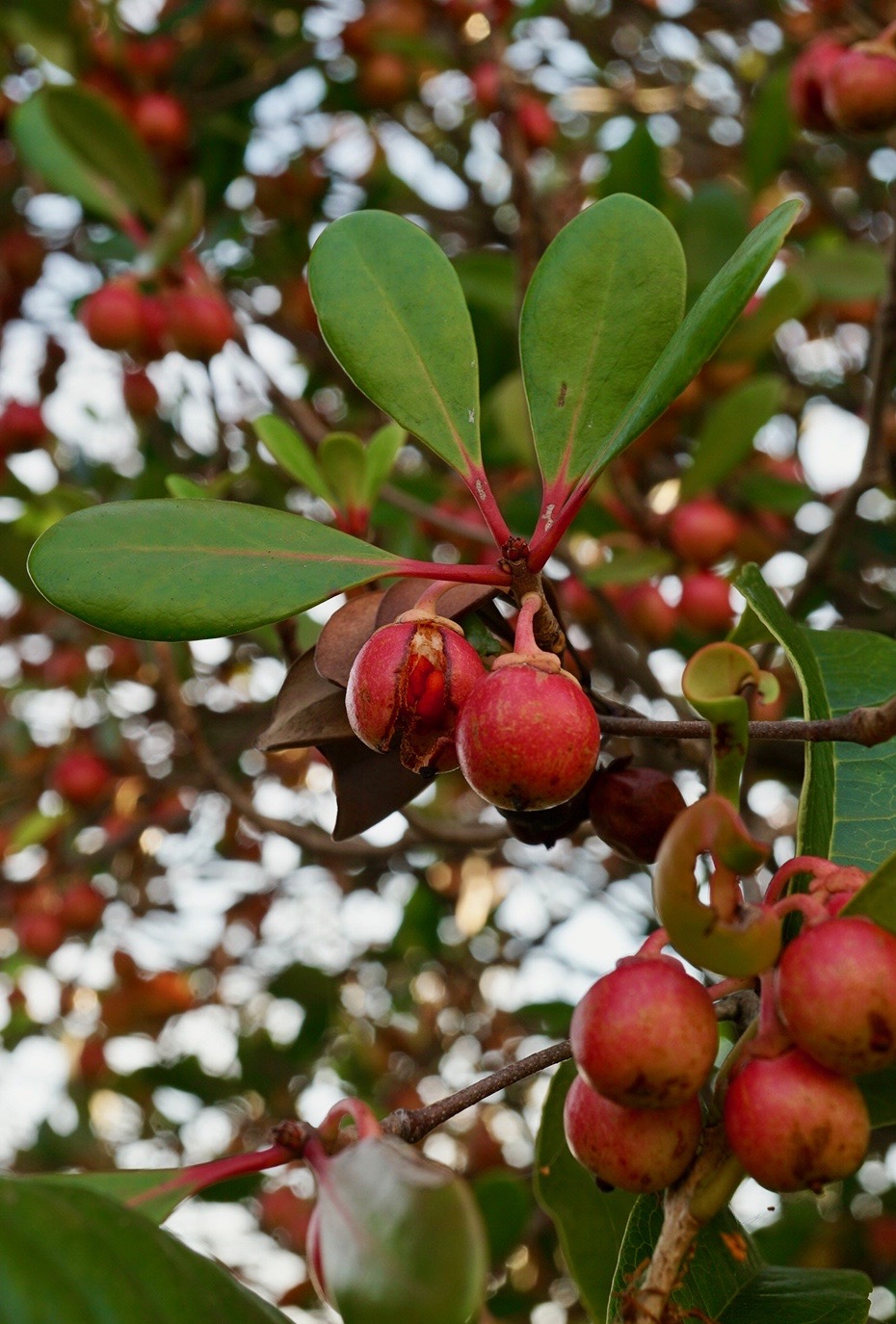 モッコク/Ternstroemia gymnanthera