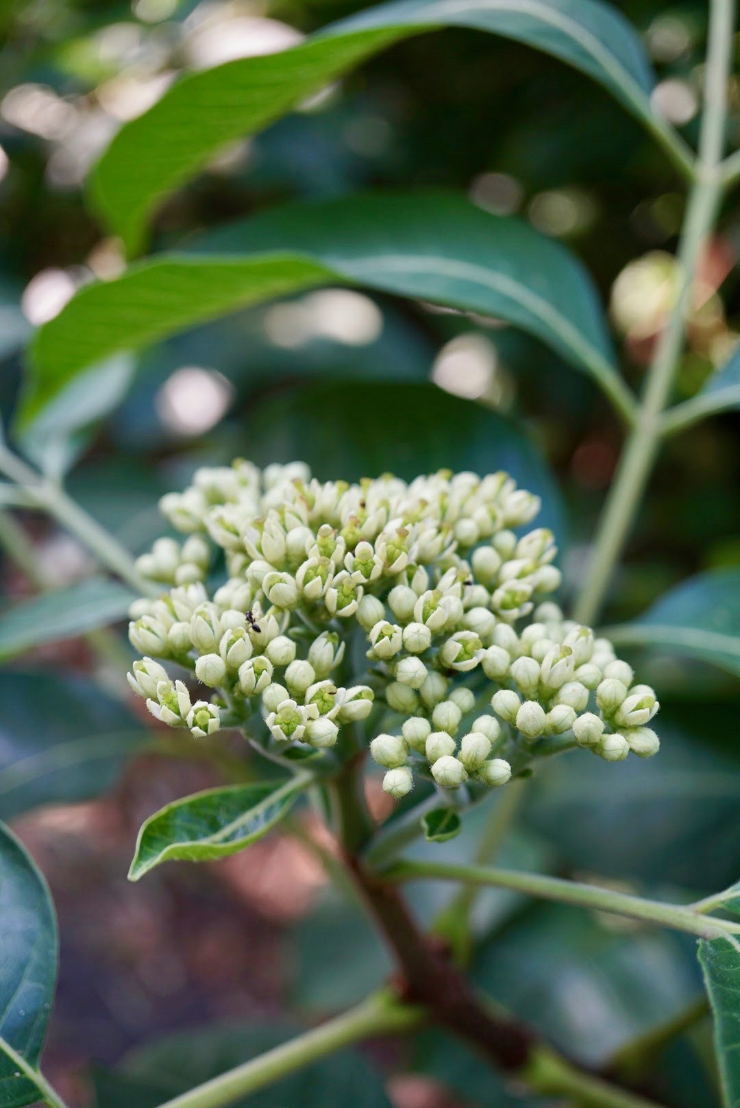 ゴシュユ/Tetradium ruticarpum