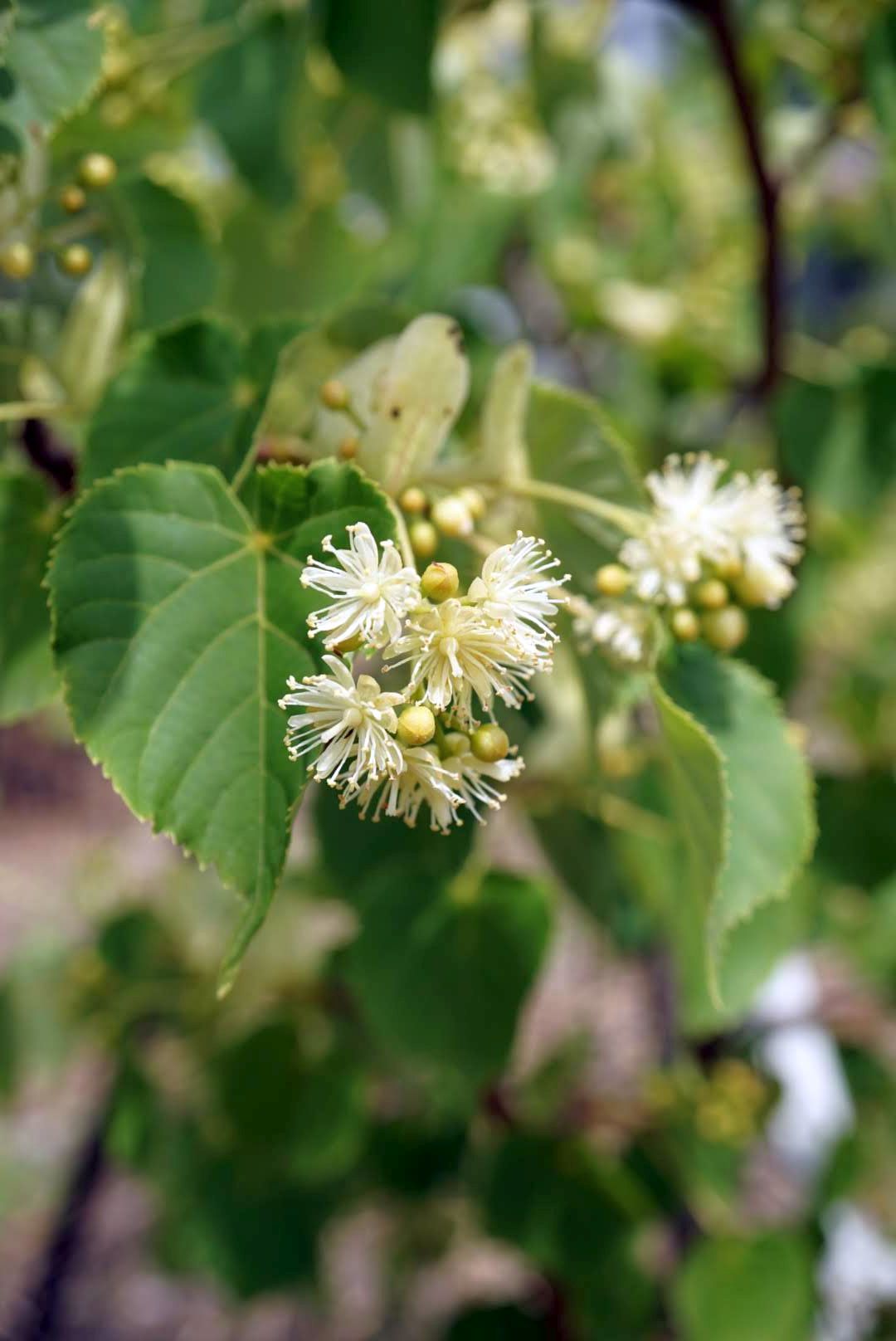 セイヨウシナノキ/Tilia europaea