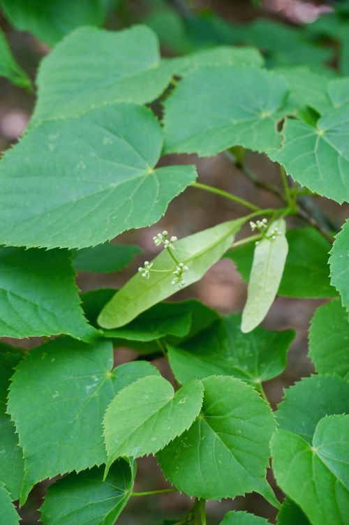 オオバボダイジュ/Tilia maximowicziana