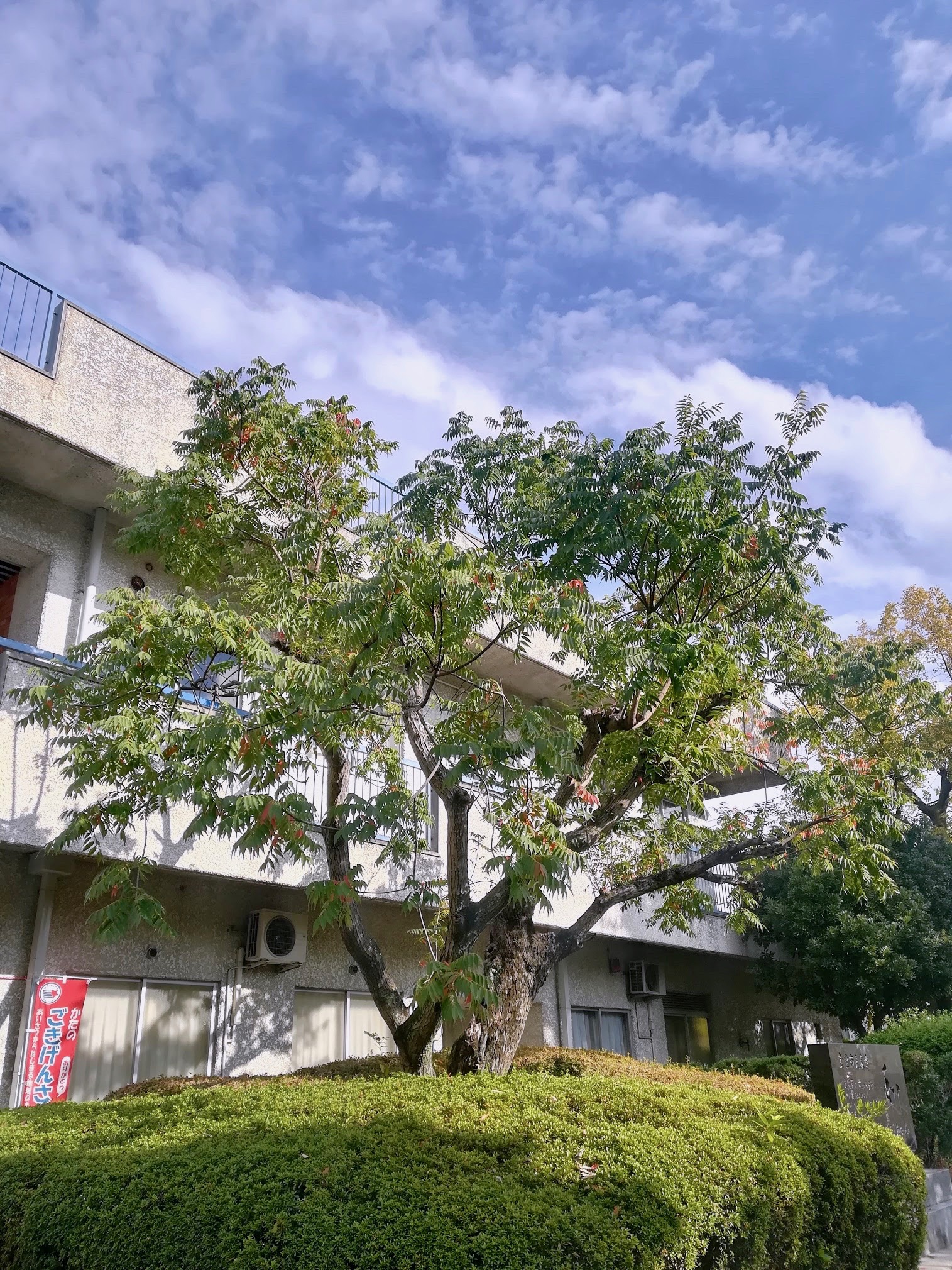 ハゼノキ/Toxicodendron succedaneum