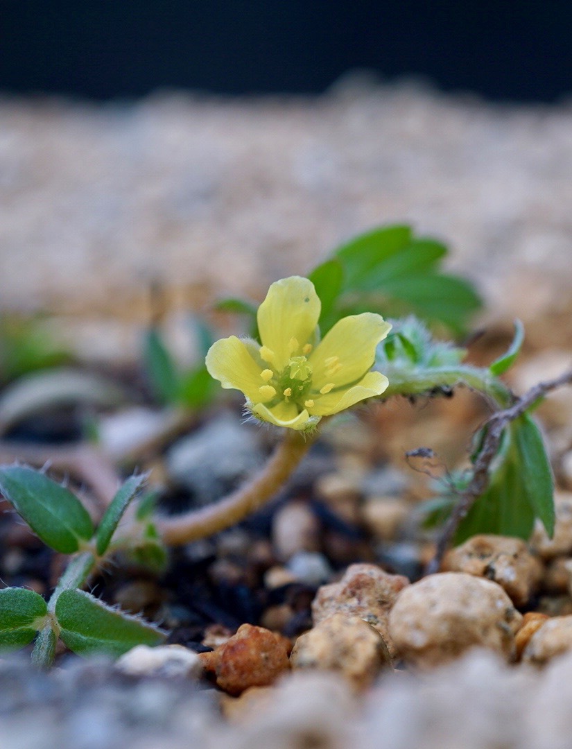 ハマビシ/Tribulus terrestris
