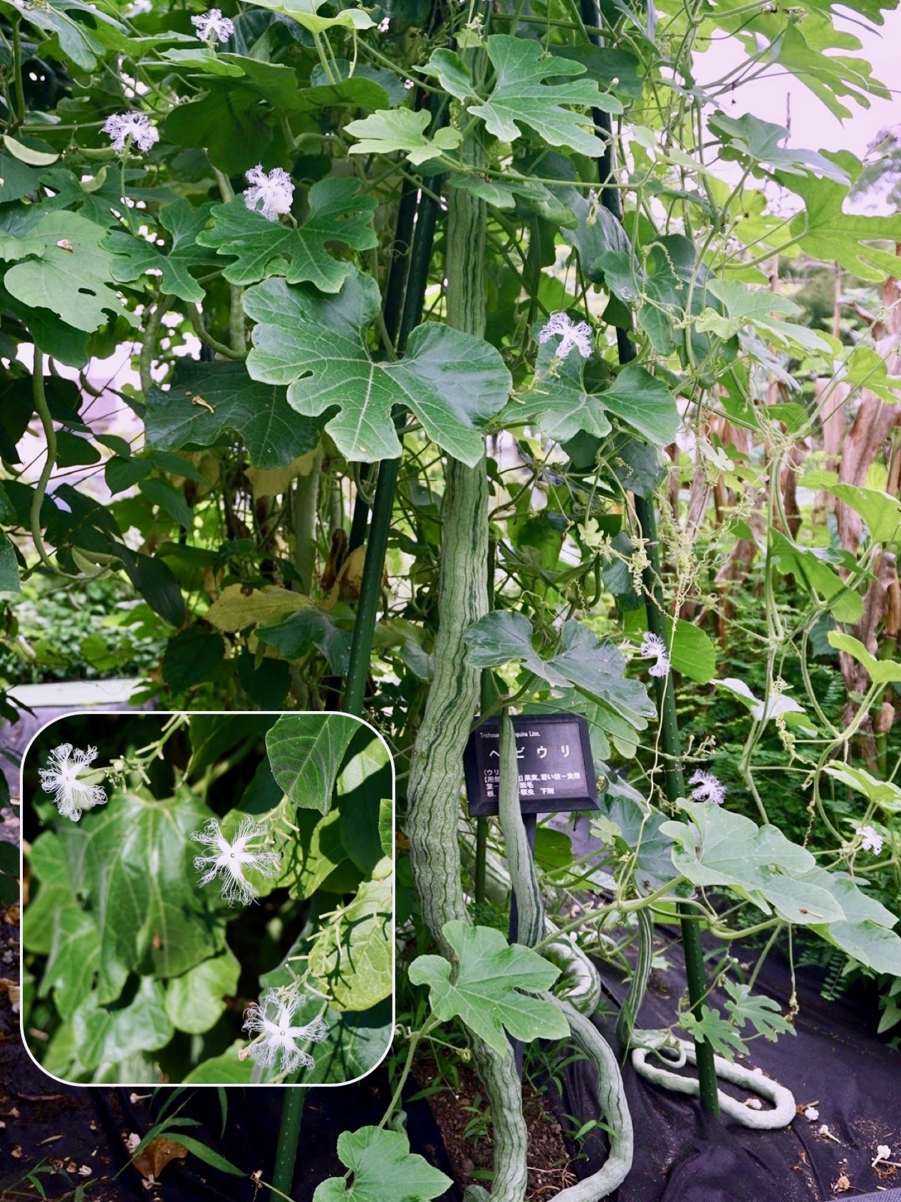 ヘビウリ/Trichosanthes cucumerina