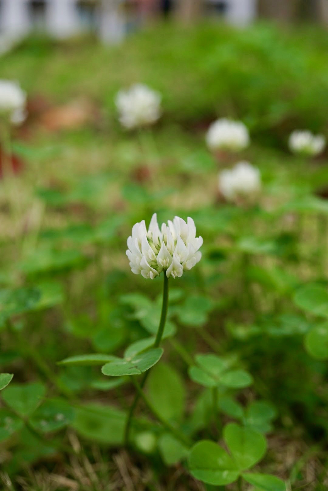 シロツメクサ/Trifolium repens