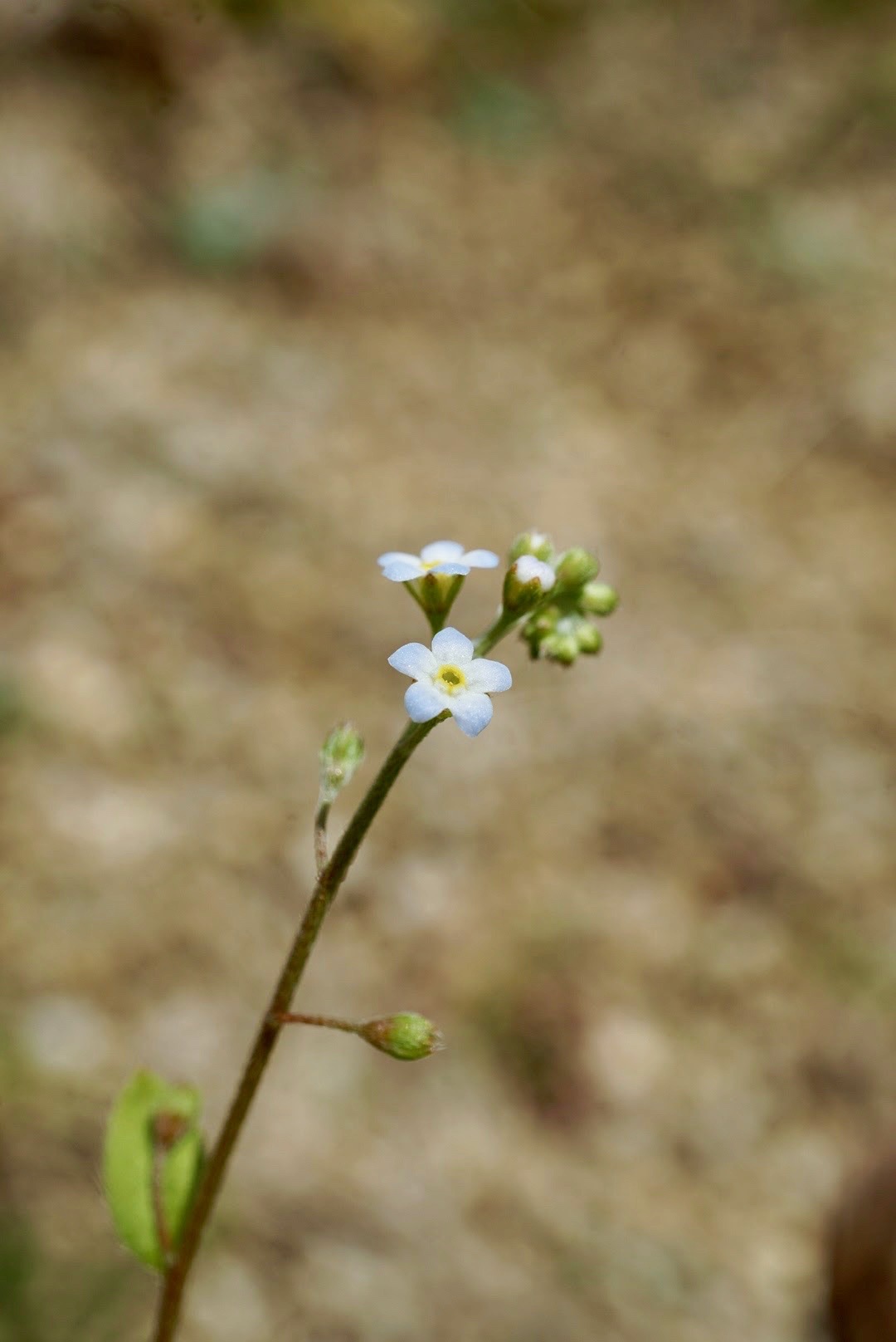 キュウリグサ/Trigonotis peduncularis