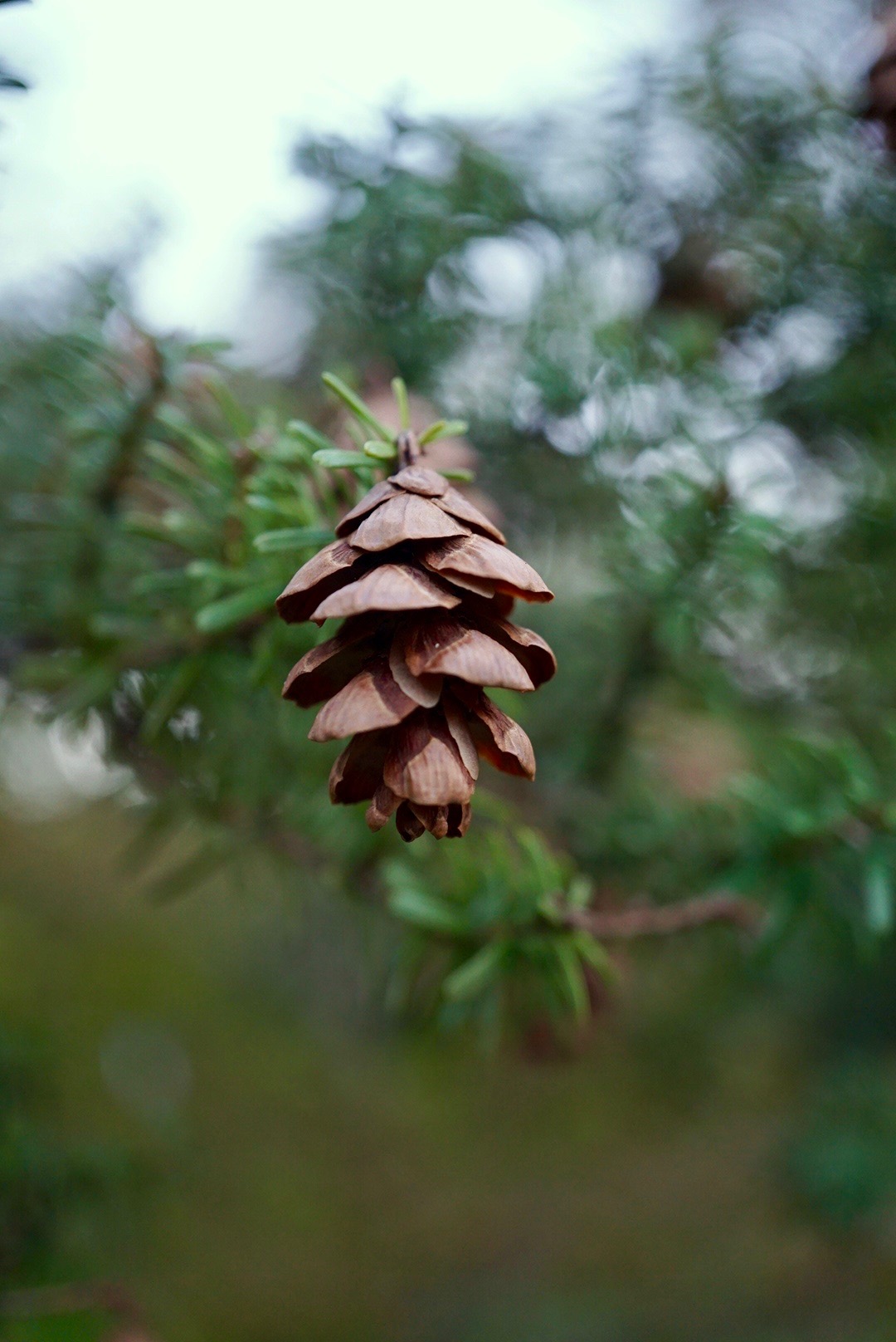 ツガ/Tsuga sieboldii