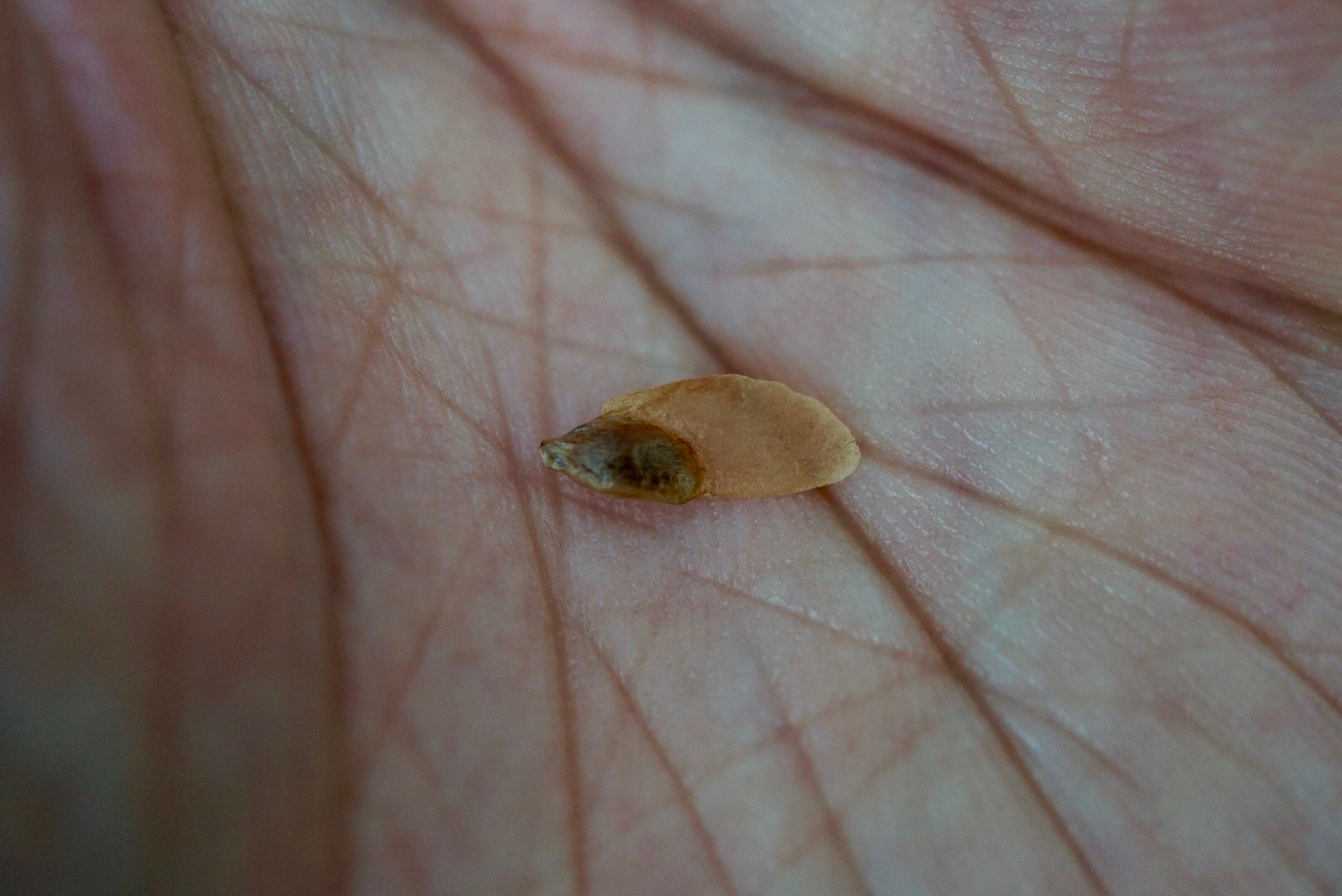 ツガ種子/Tsuga sieboldii's seed