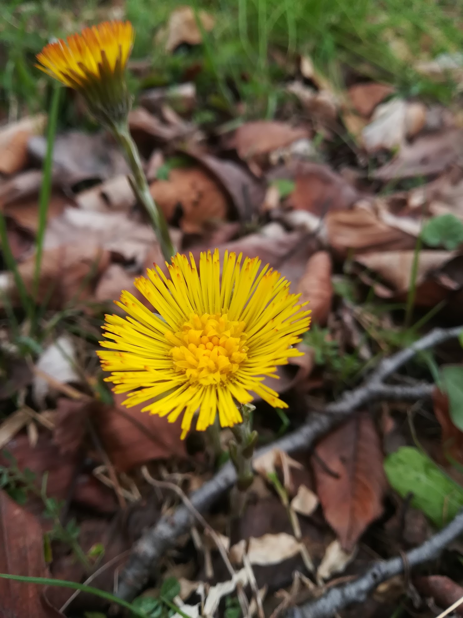 フキタンポポ/Tussilago farfara