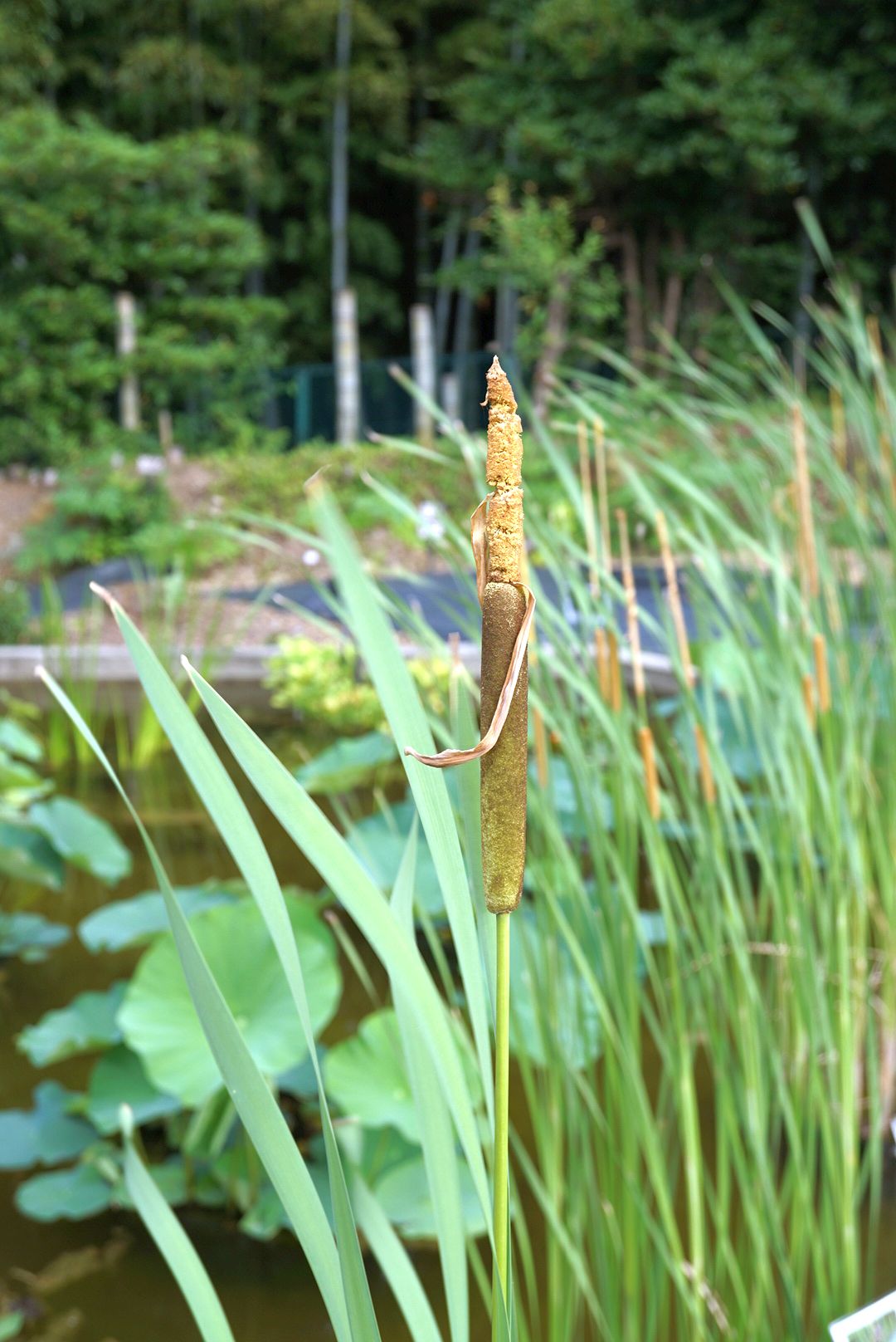 ガマ/Typha latifolia