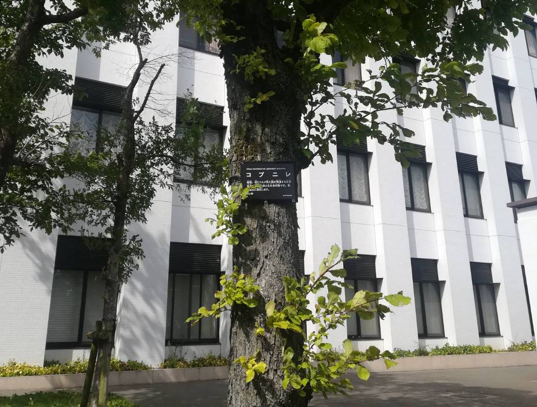 コブニレラベル