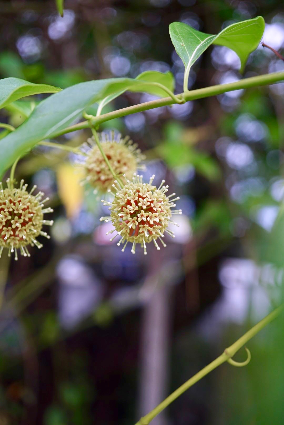カギカズラ/Uncaria rhynchophylla