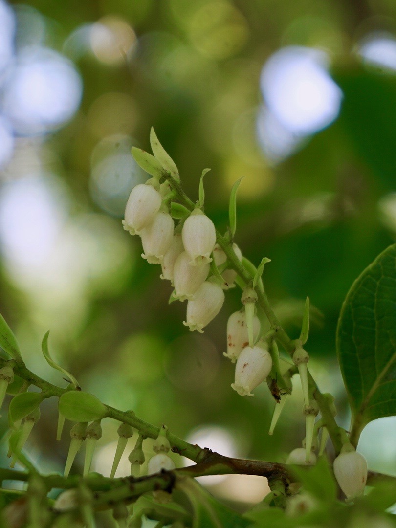 シャシャンボ/Vaccinium bracteatum