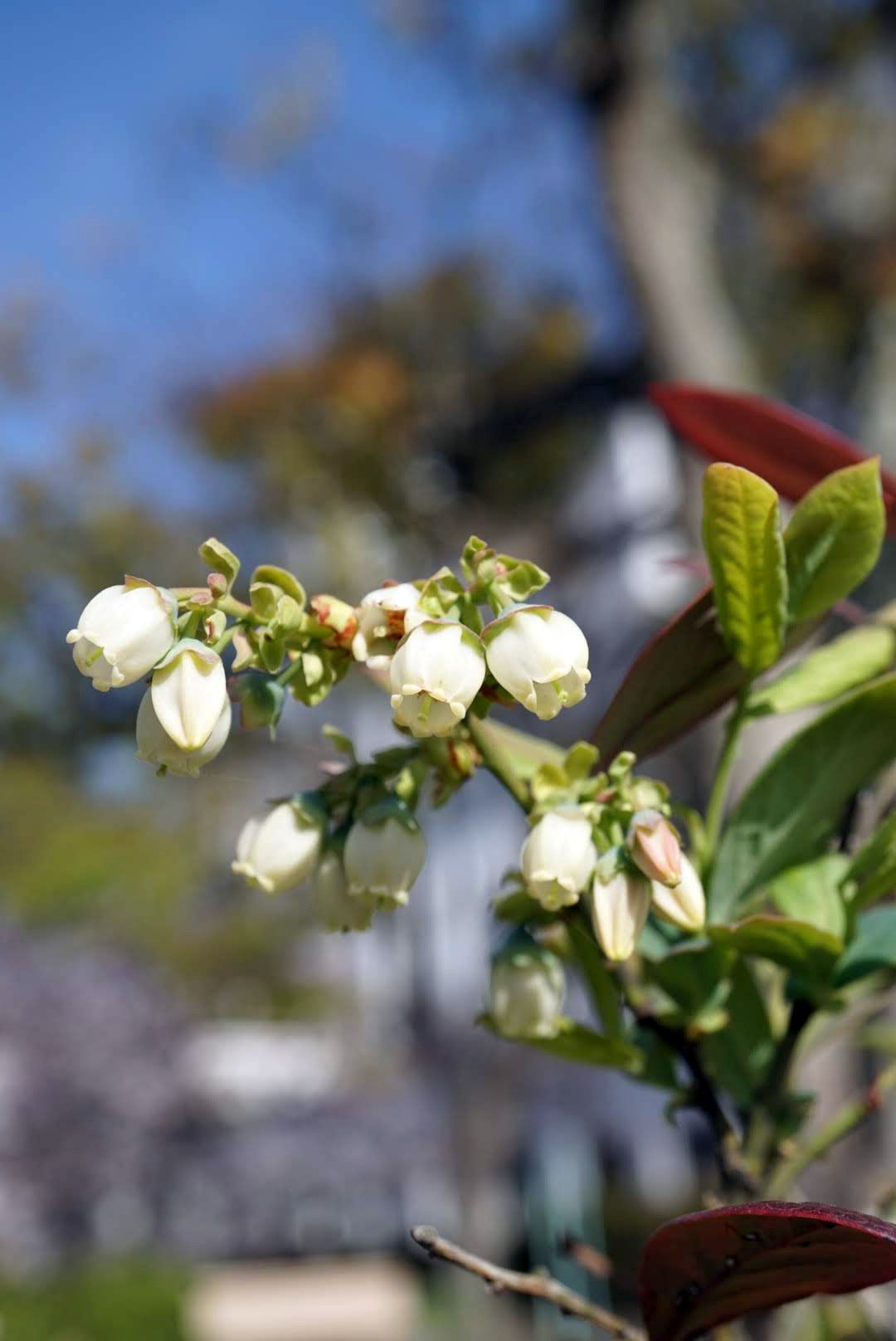 ブルーベリー/Blue berry