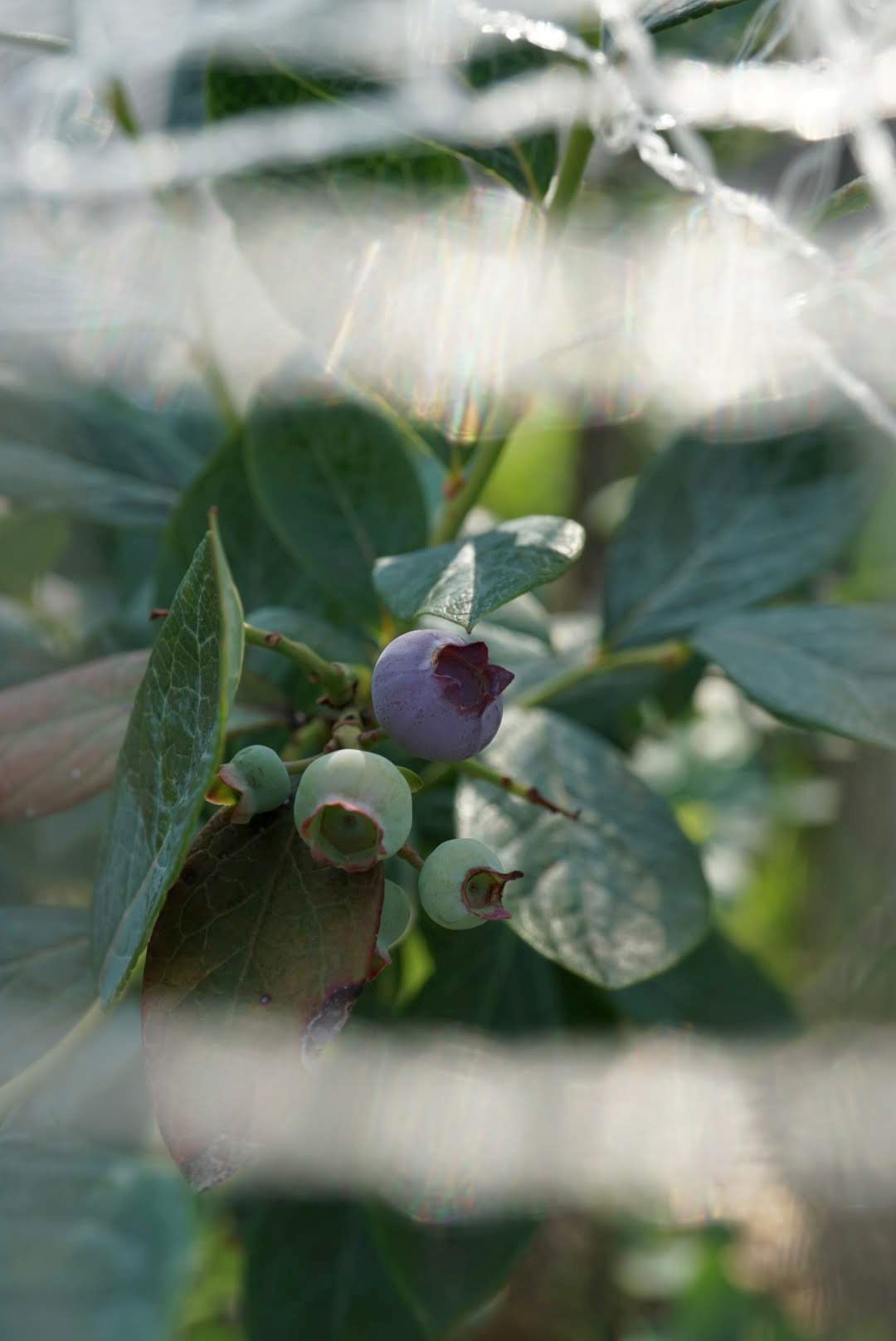 ブルーベリー/Blue berry