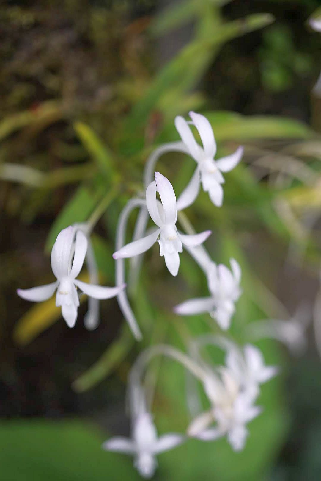 フウラン/Vanda falcata