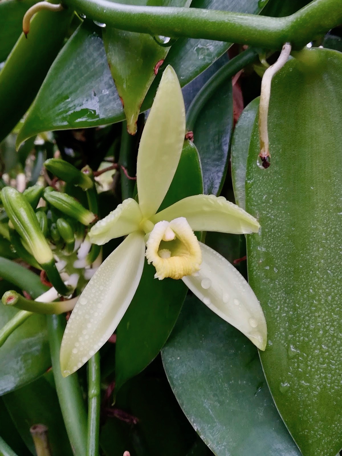 バニラ/Vanilla fragrans