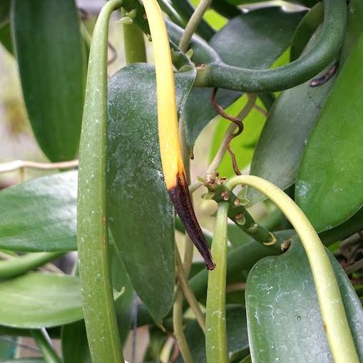 バニラ/Vanilla fragrans