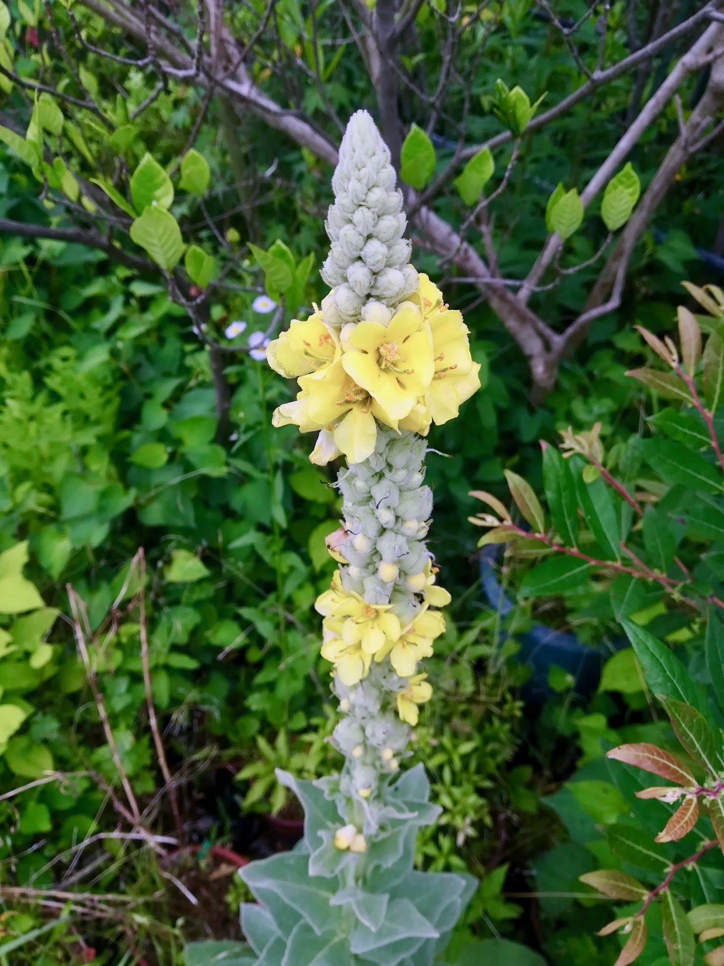 ビロードモウズイカ/Verbascum thapsus