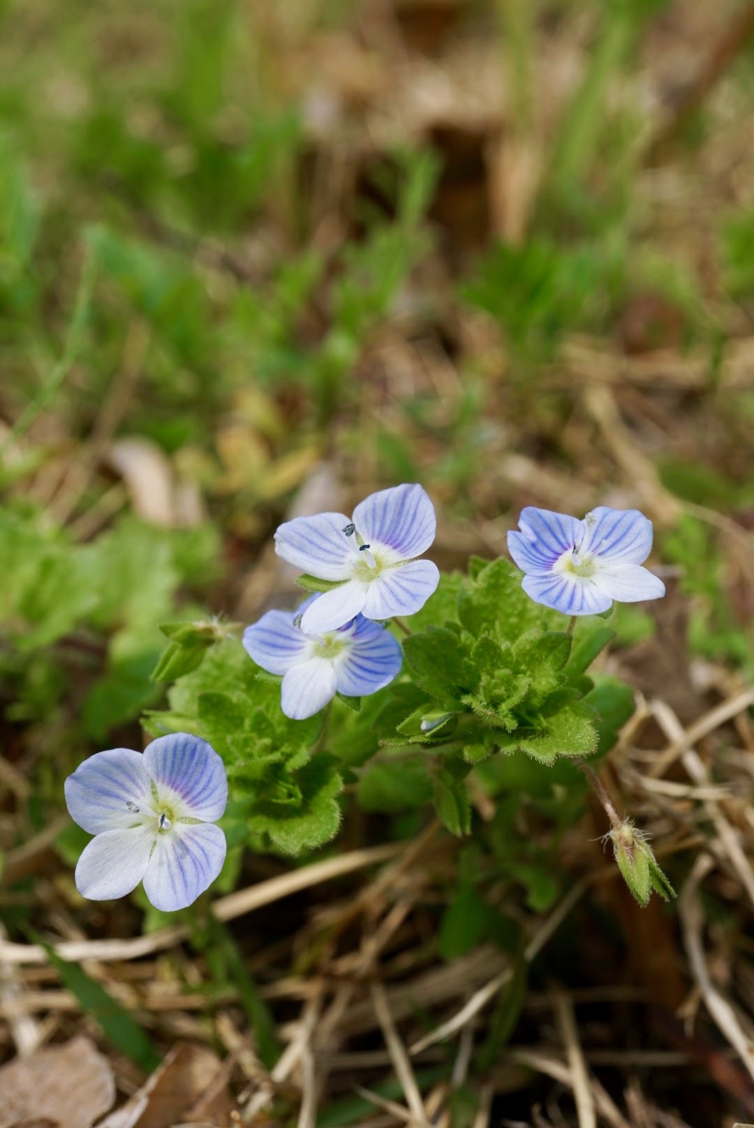 オオイヌノフグリ/Veronica persica