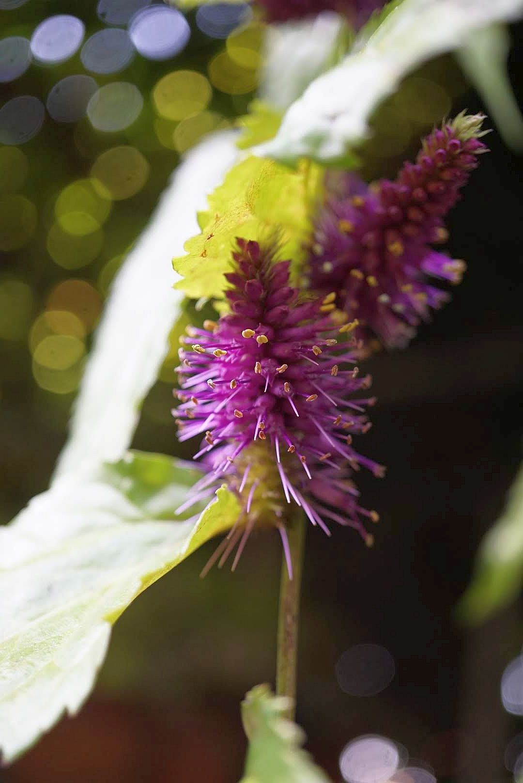 スズカケソウの仲間/Veronicastrum stenostachyum