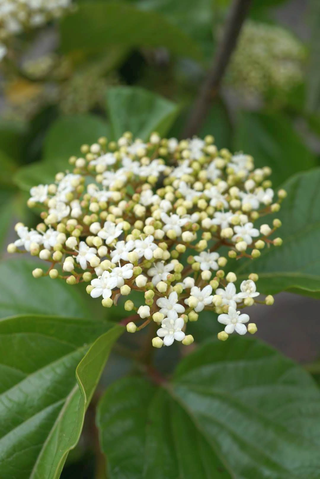 ハクサンボク/Viburnum japonicum flower