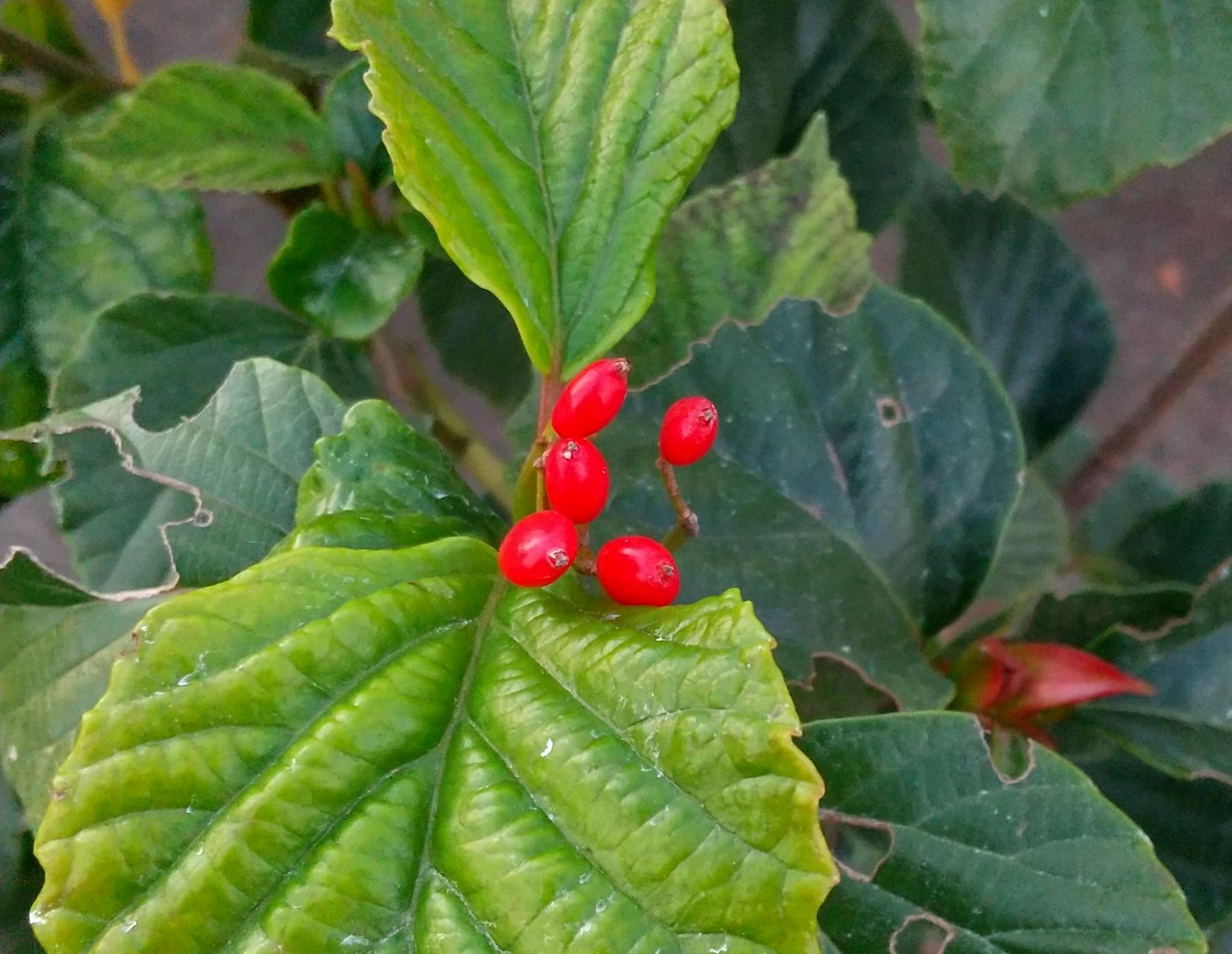 ハクサンボク/Viburnum japonicum fruits