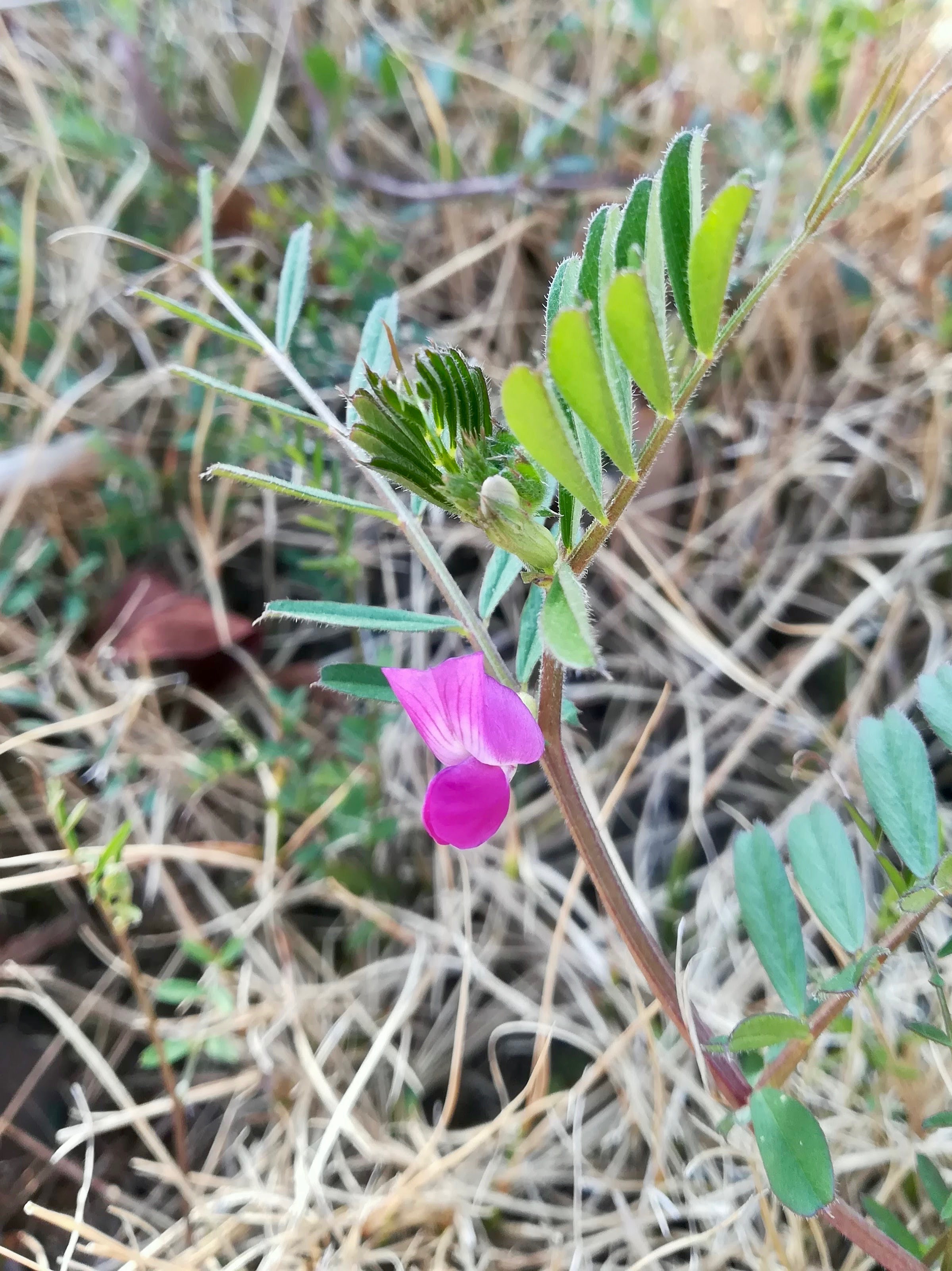 ヤハズエンドウ/Vicia sativa subsp. nigra