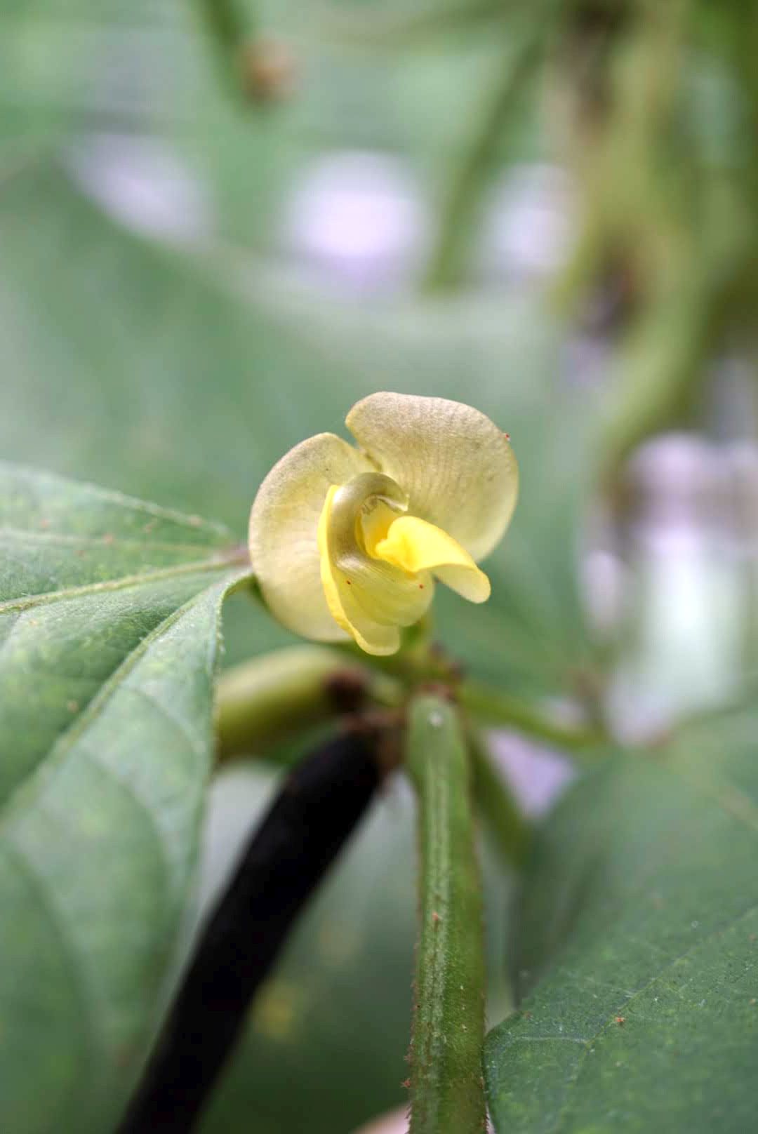 ヤエナリ/Vigna radiata flower