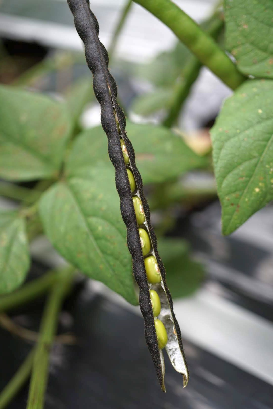 ヤエナリ/Vigna radiata fruits