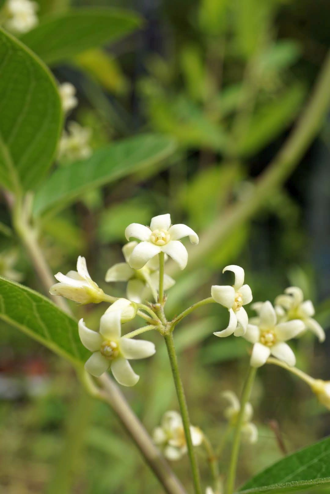 イヨカズラ/Vincetoxicum japonicum