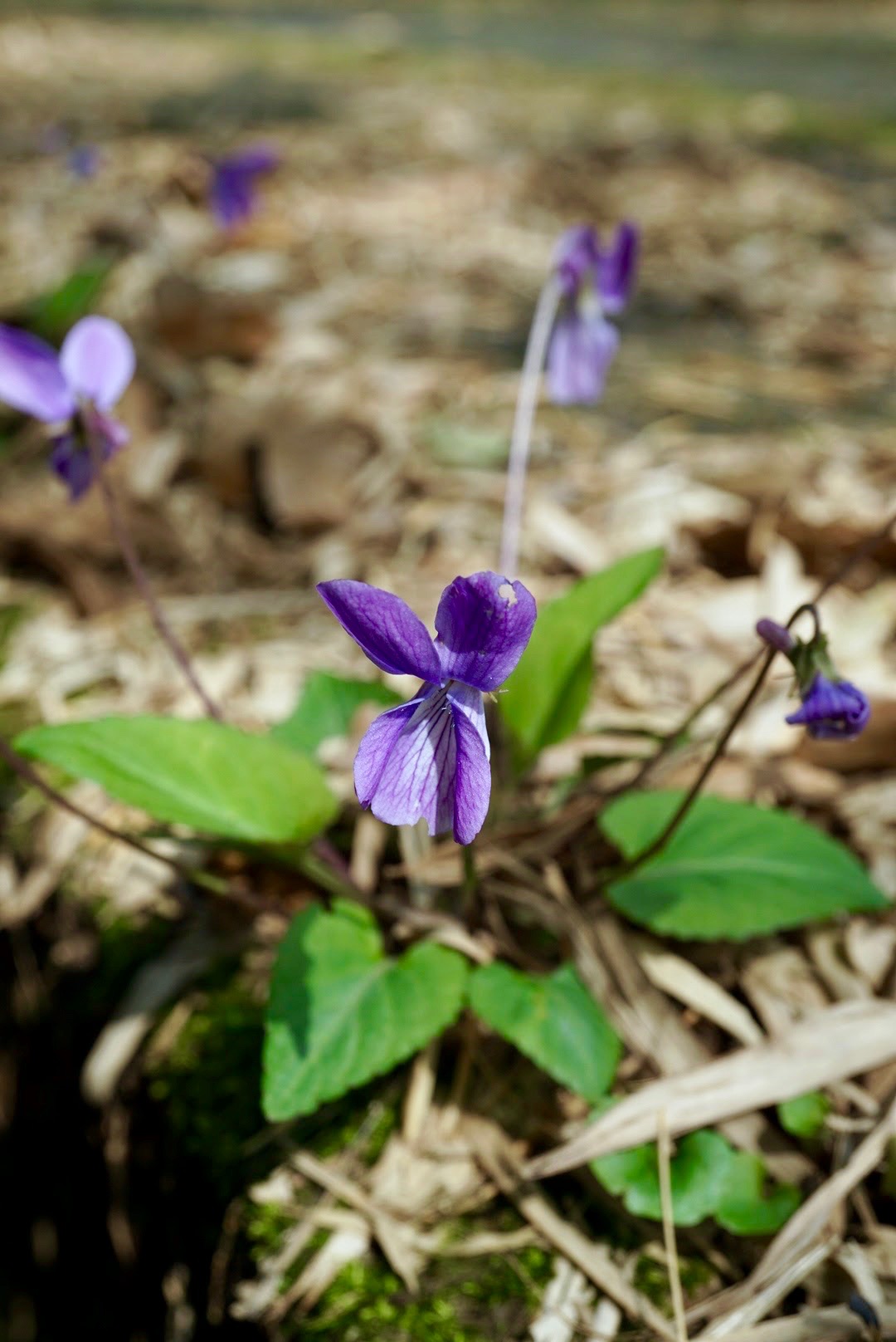 コスミレ/Viola japonica