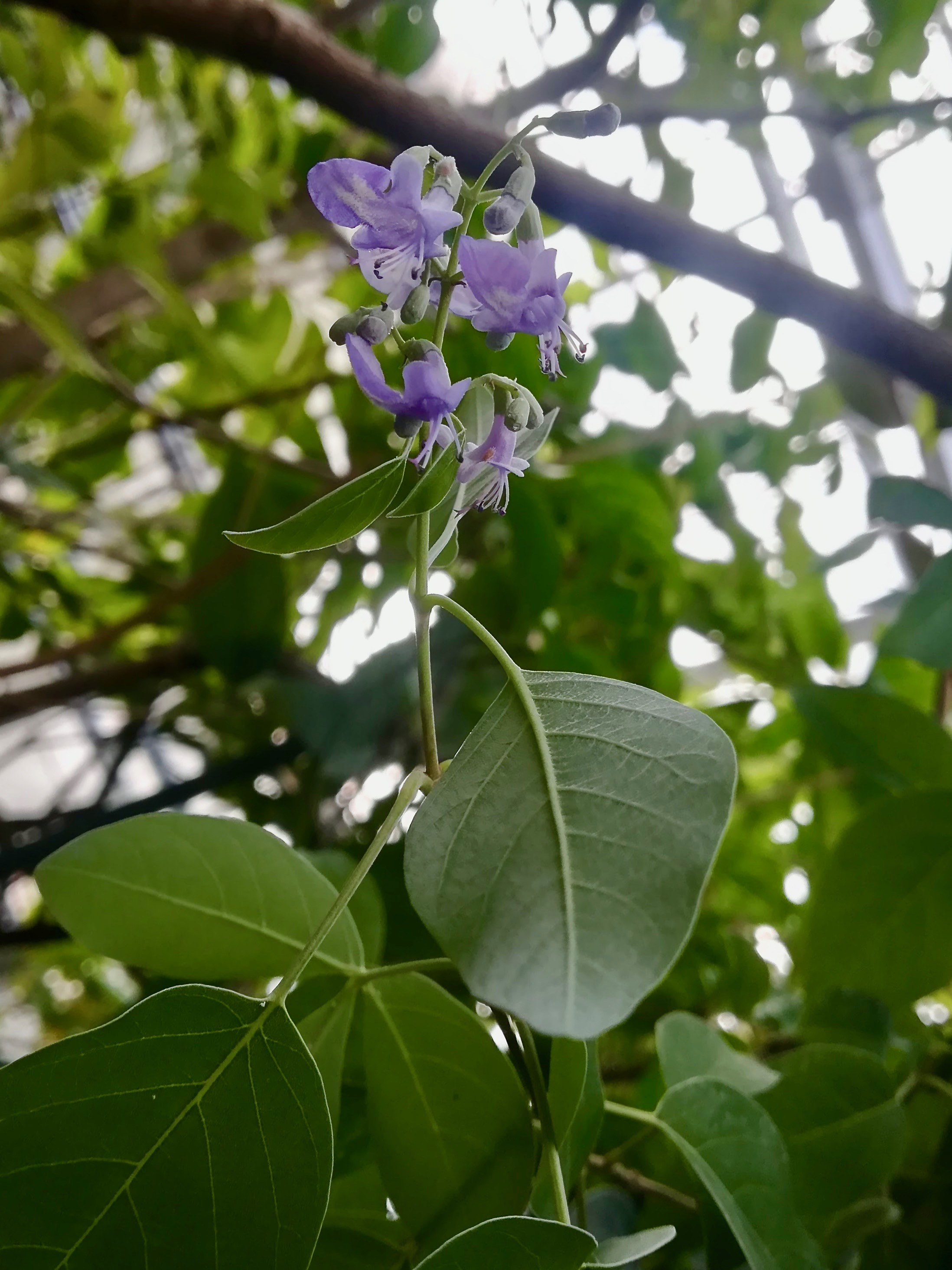 ミツバハマゴウ/Vitex trifolia